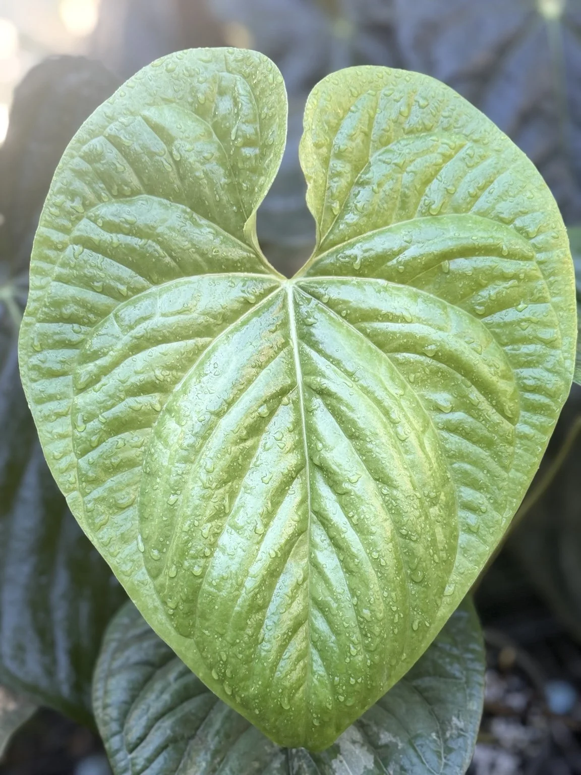 Anthurium yetlense #18 mother plant at Joyful Growers