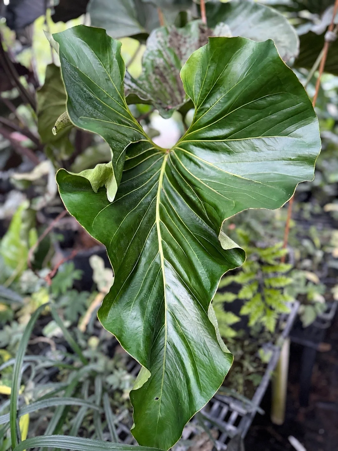 Anthurium brownii aff mother plant at Joyful Growers