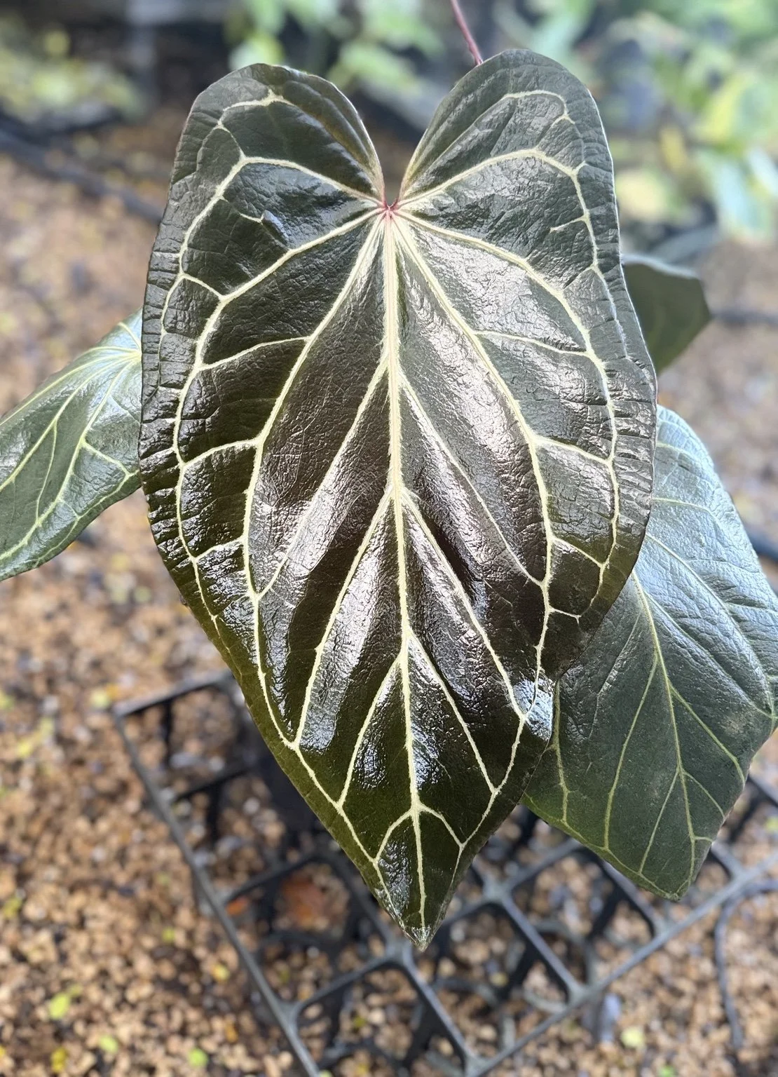 Anthurium Tim’s Black x (Griege x Red Crystal) mother plant at Joyful Growers