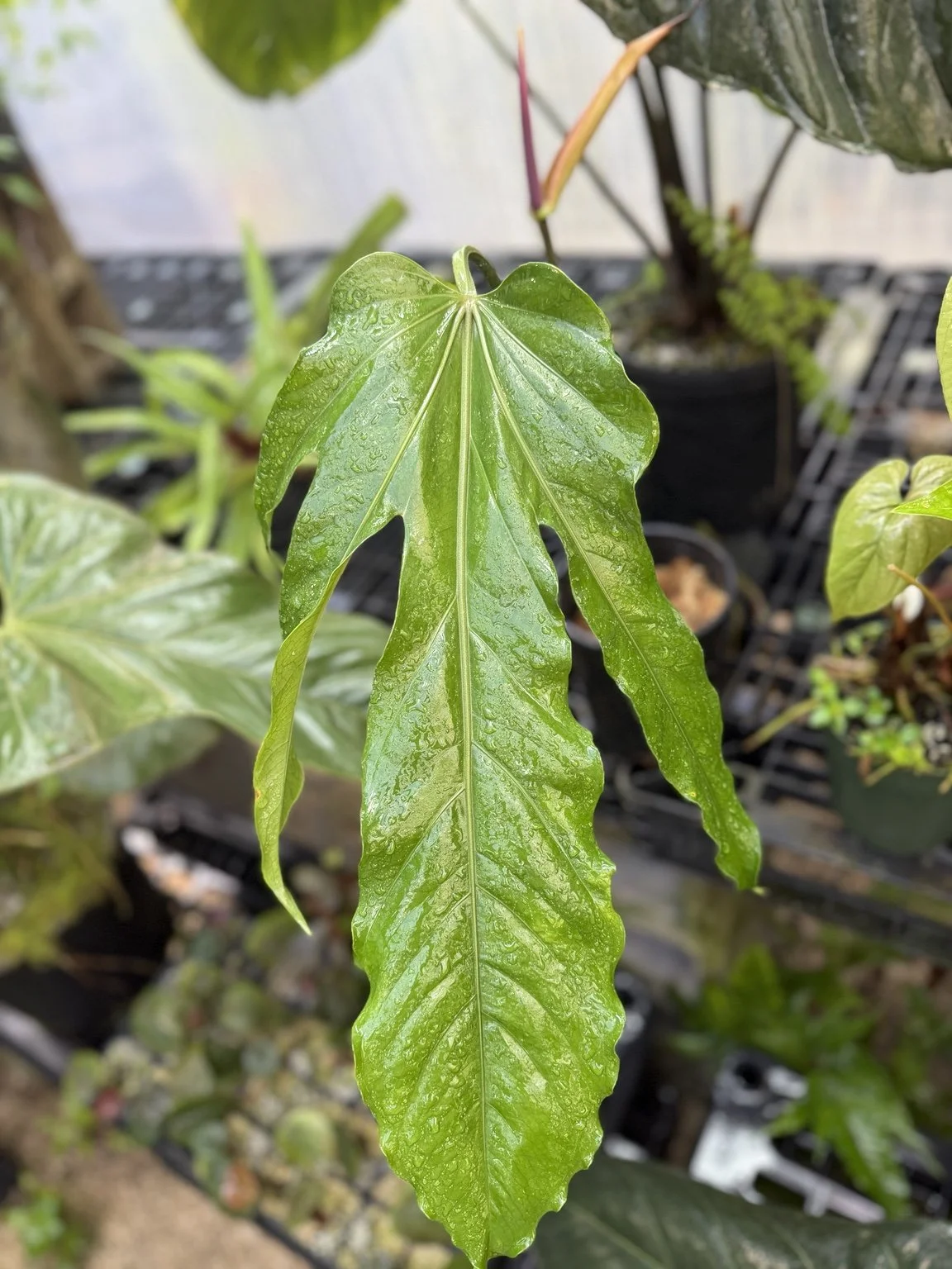 Anthurium Ree Gardens Trilobe mother plant at Joyful Growers