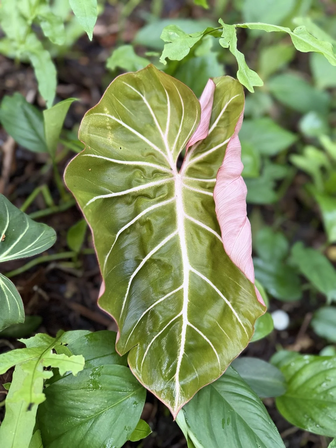 Green Philodendron leaf with pale veins and a pink unfurling edge
