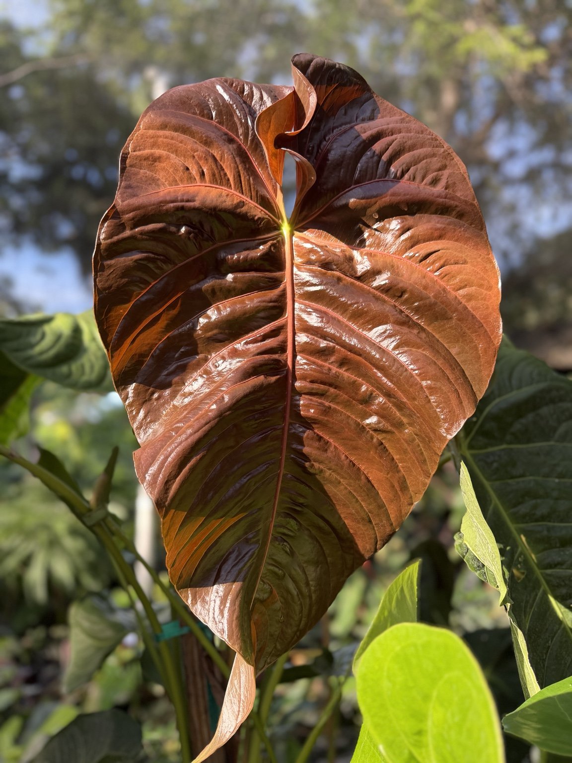 Anthurium veitchii x moodeanum mother plant at Joyful Growers