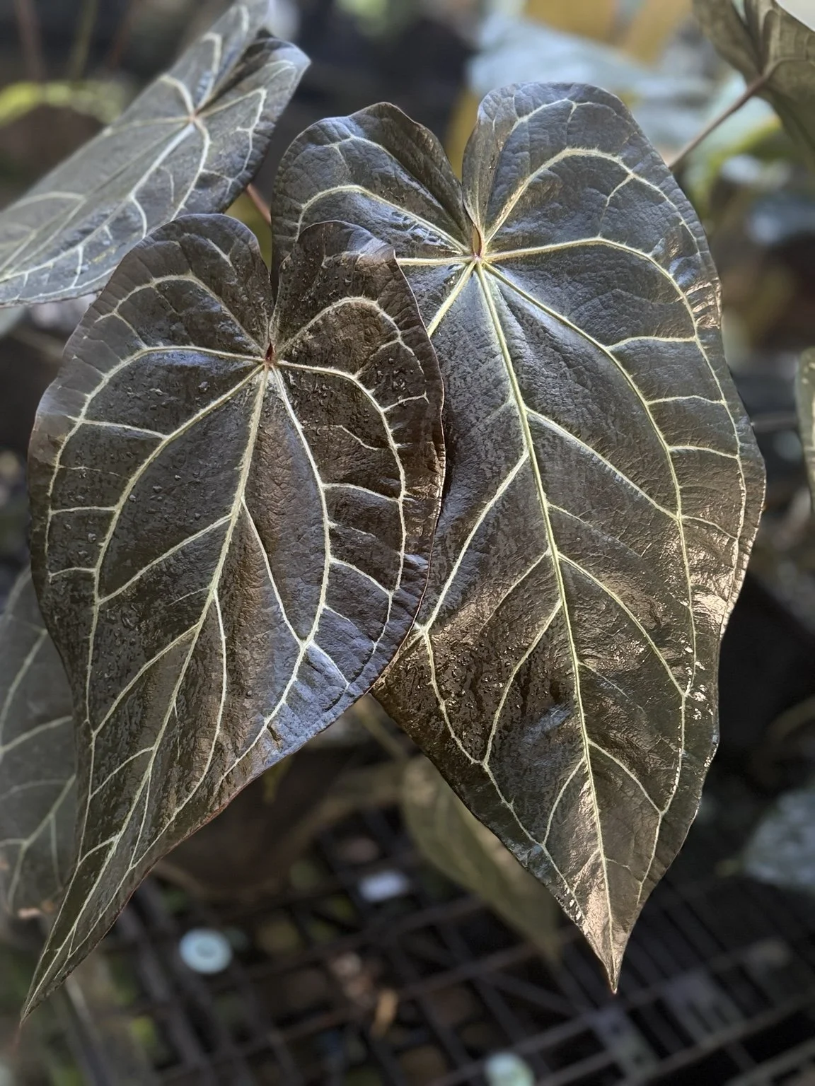Anthurium Narrow Zara x Michelle mother plant with dark elongated leaves and pale veins