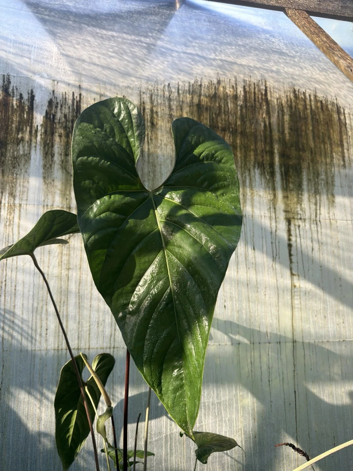 Anthurium nigrolaminum mother plant at Joyful Growers