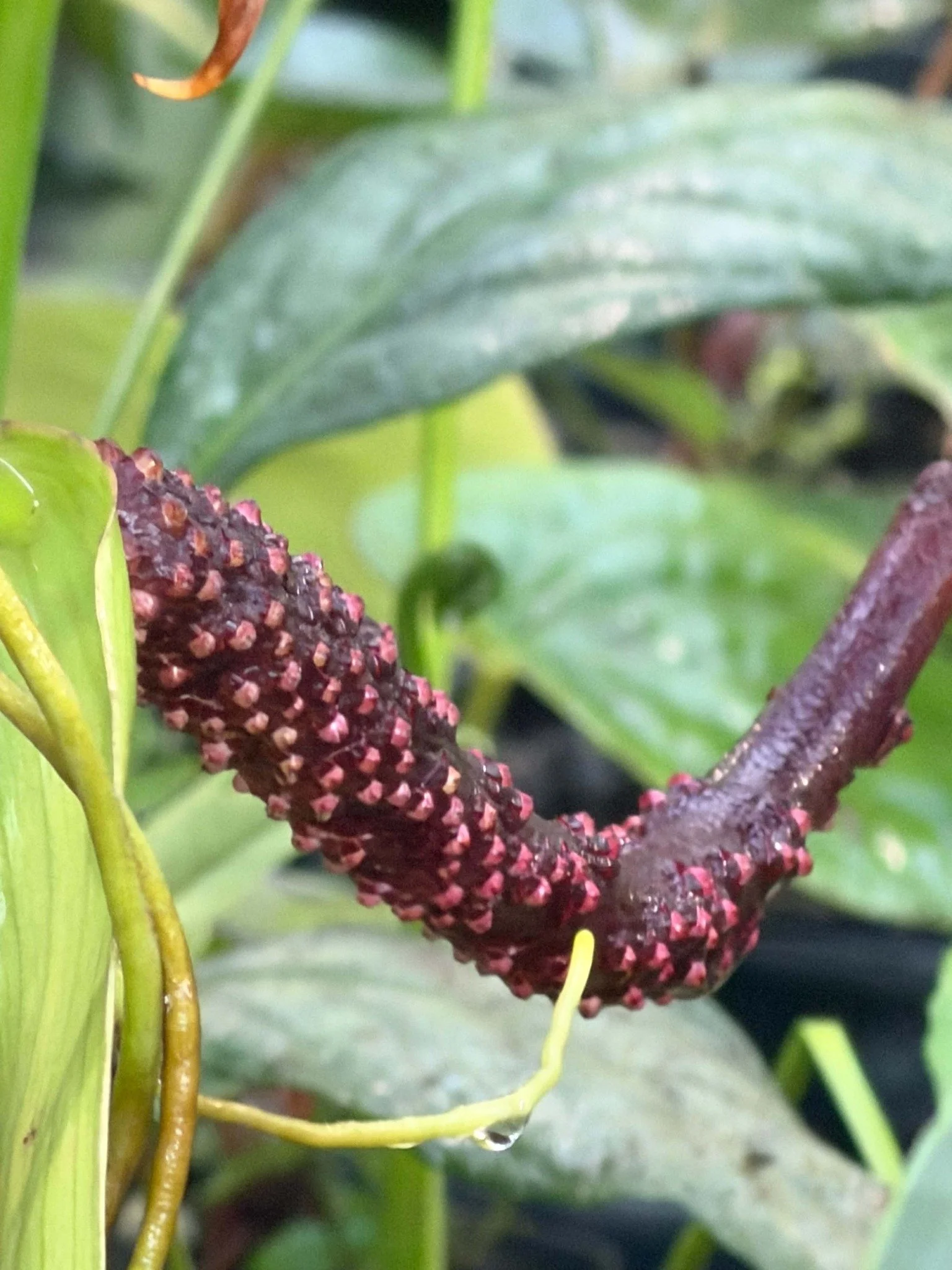 Anthurium berries on a curved seed-bearing inflorescence