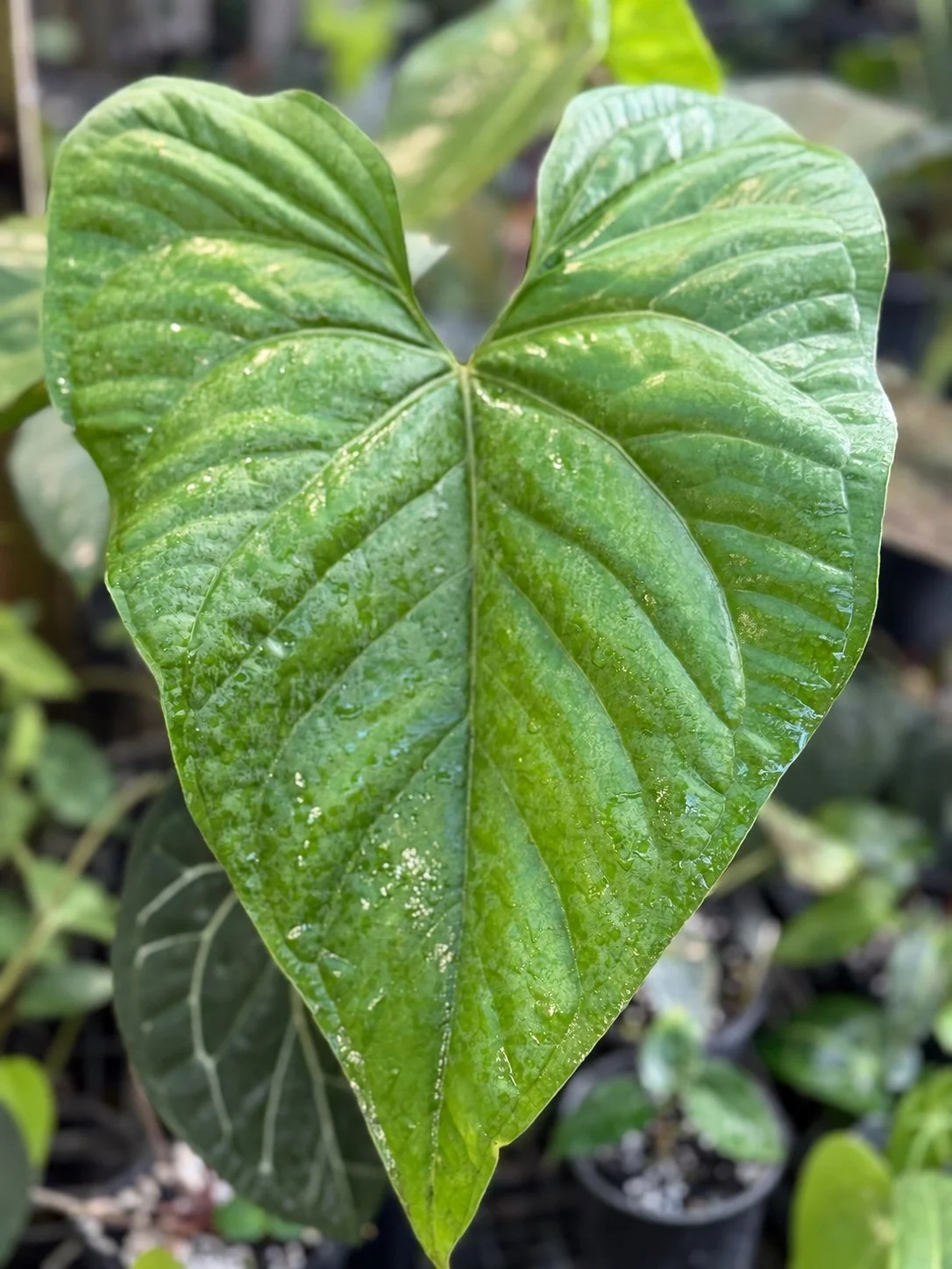 Anthurium Nov Honduras #1 mother plant at Joyful Growers