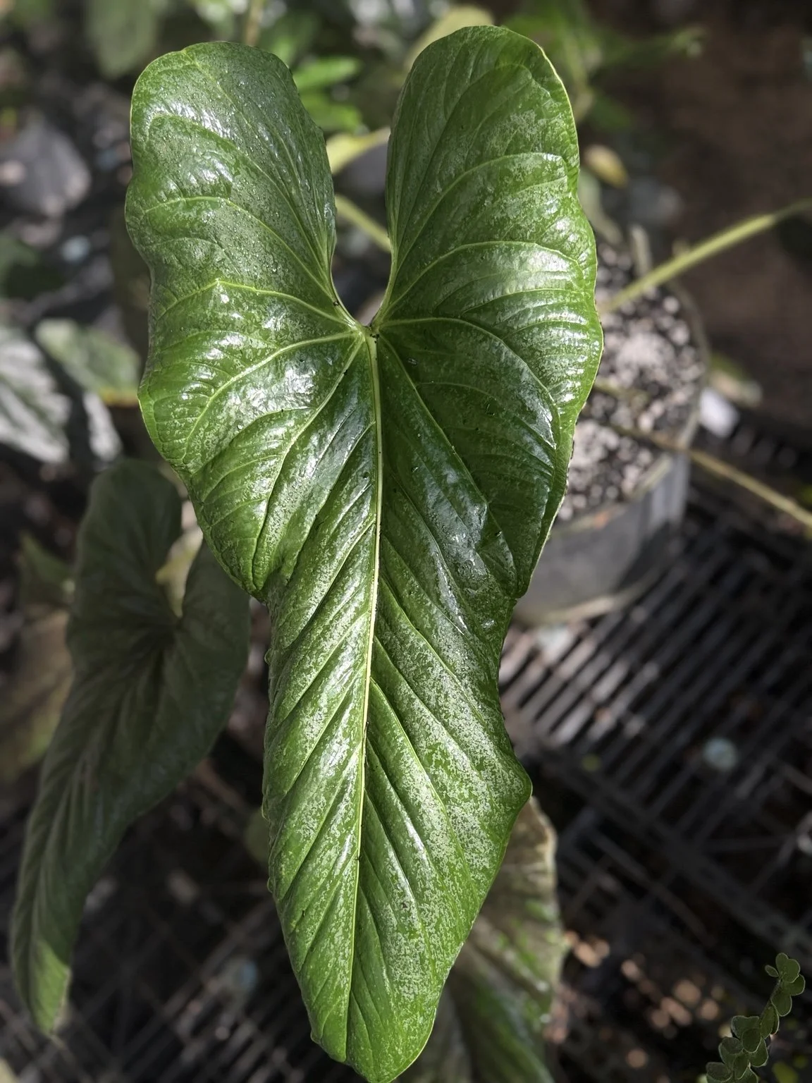 Anthurium ravenii aff mother plant at Joyful Growers