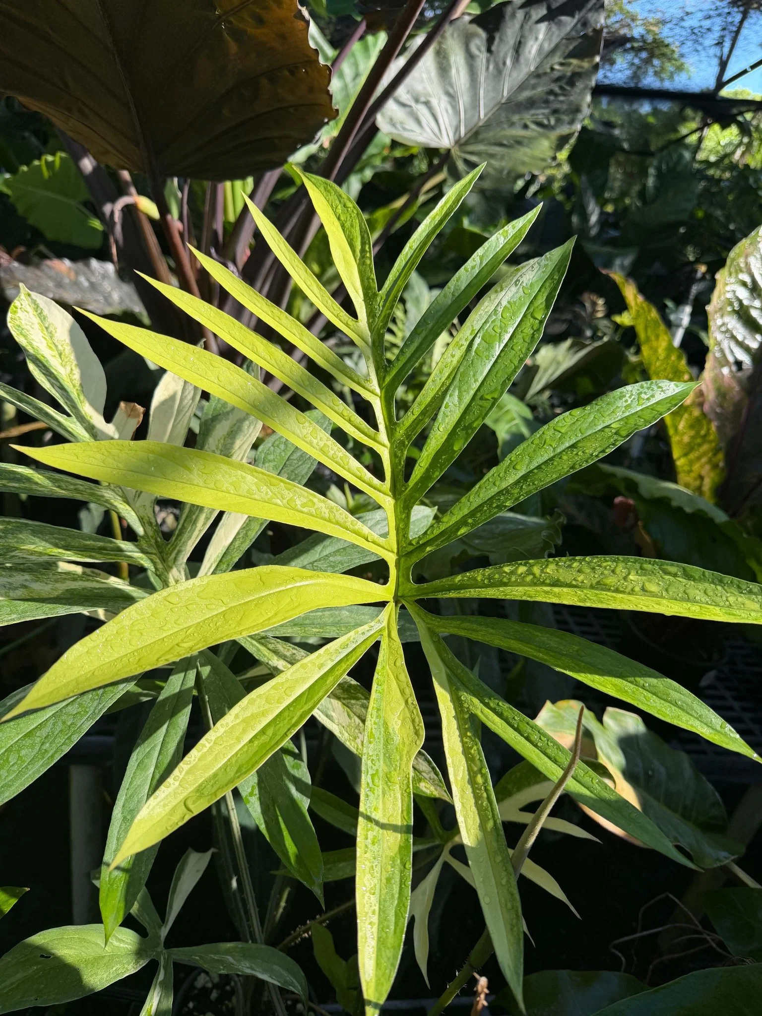 Bright green tropical foliage in the nursery
