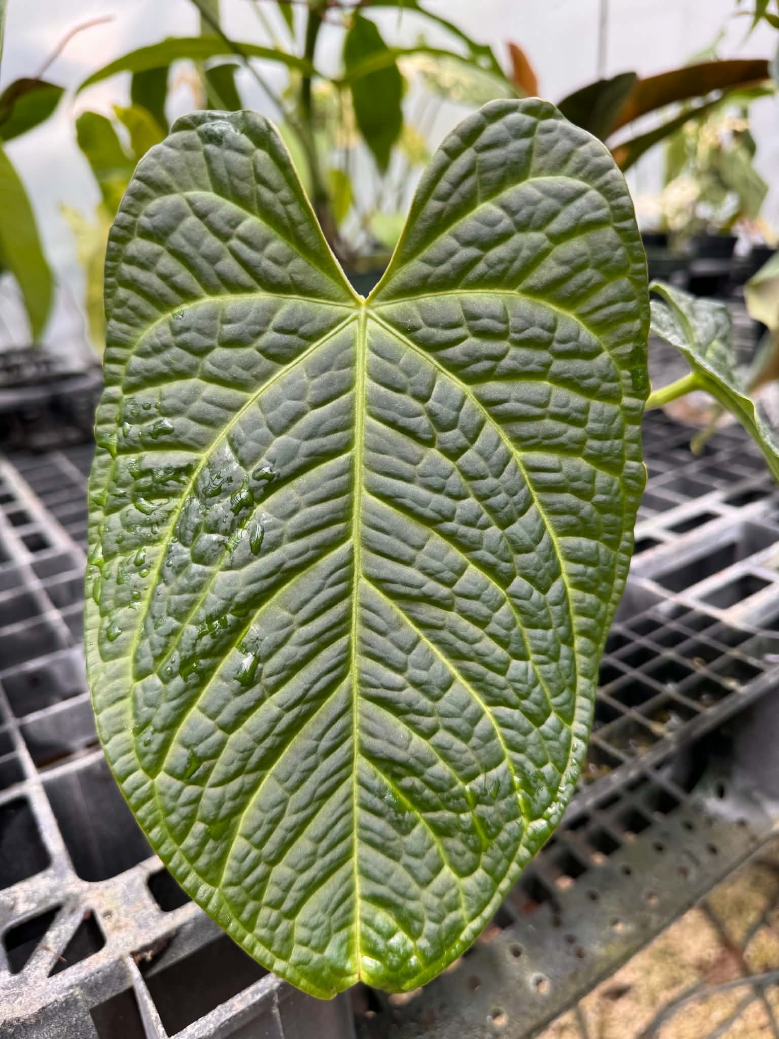Anthurium carlablackiae x splendidum mother plant at Joyful Growers