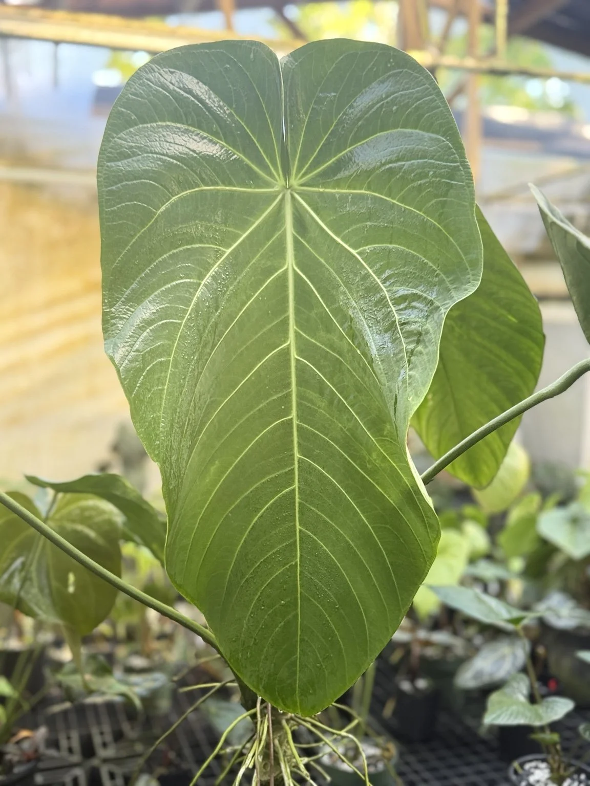 Anthurium kybutzii mother plant at Joyful Growers