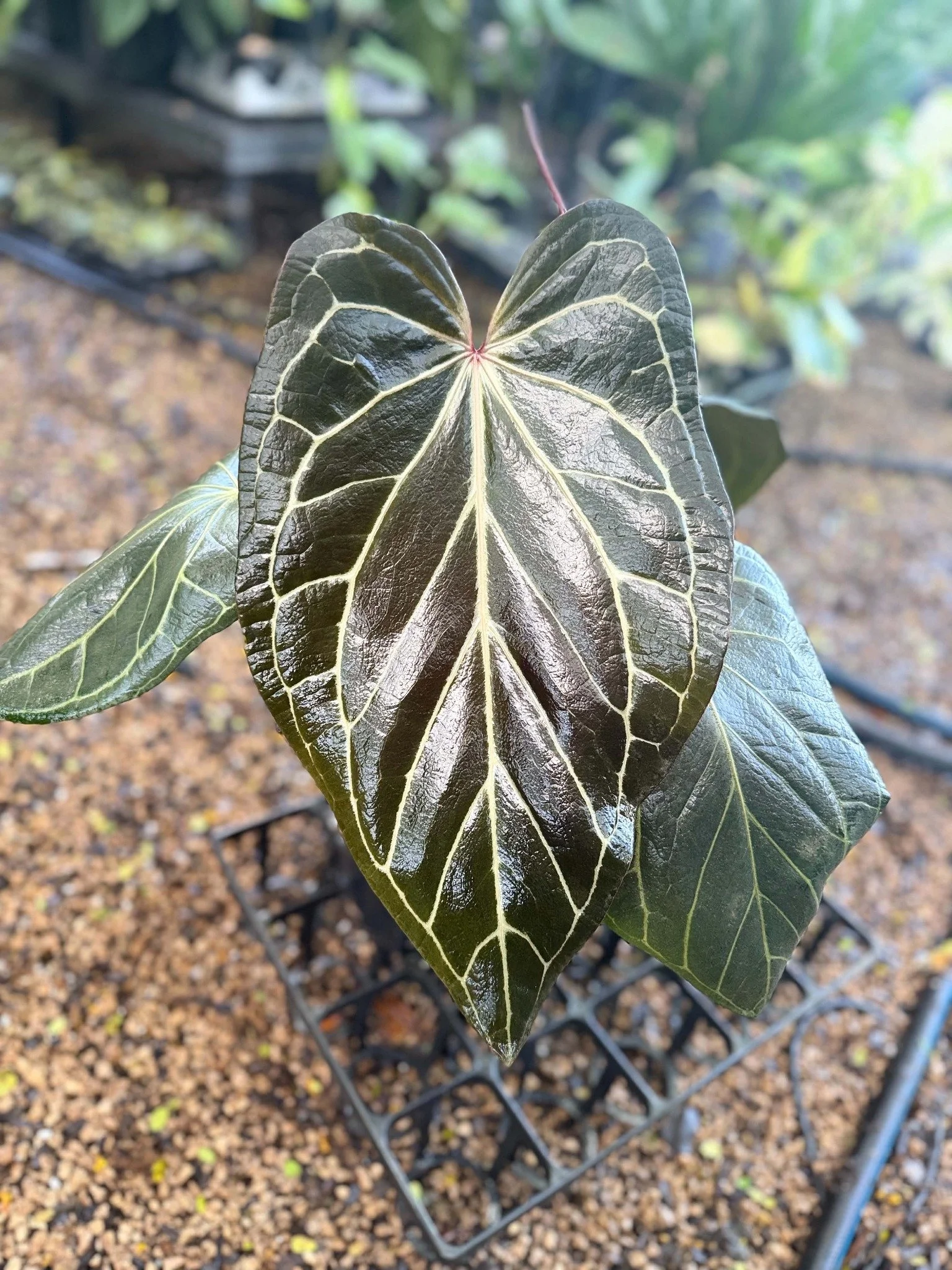Dark Anthurium leaf with contrasting pale veins