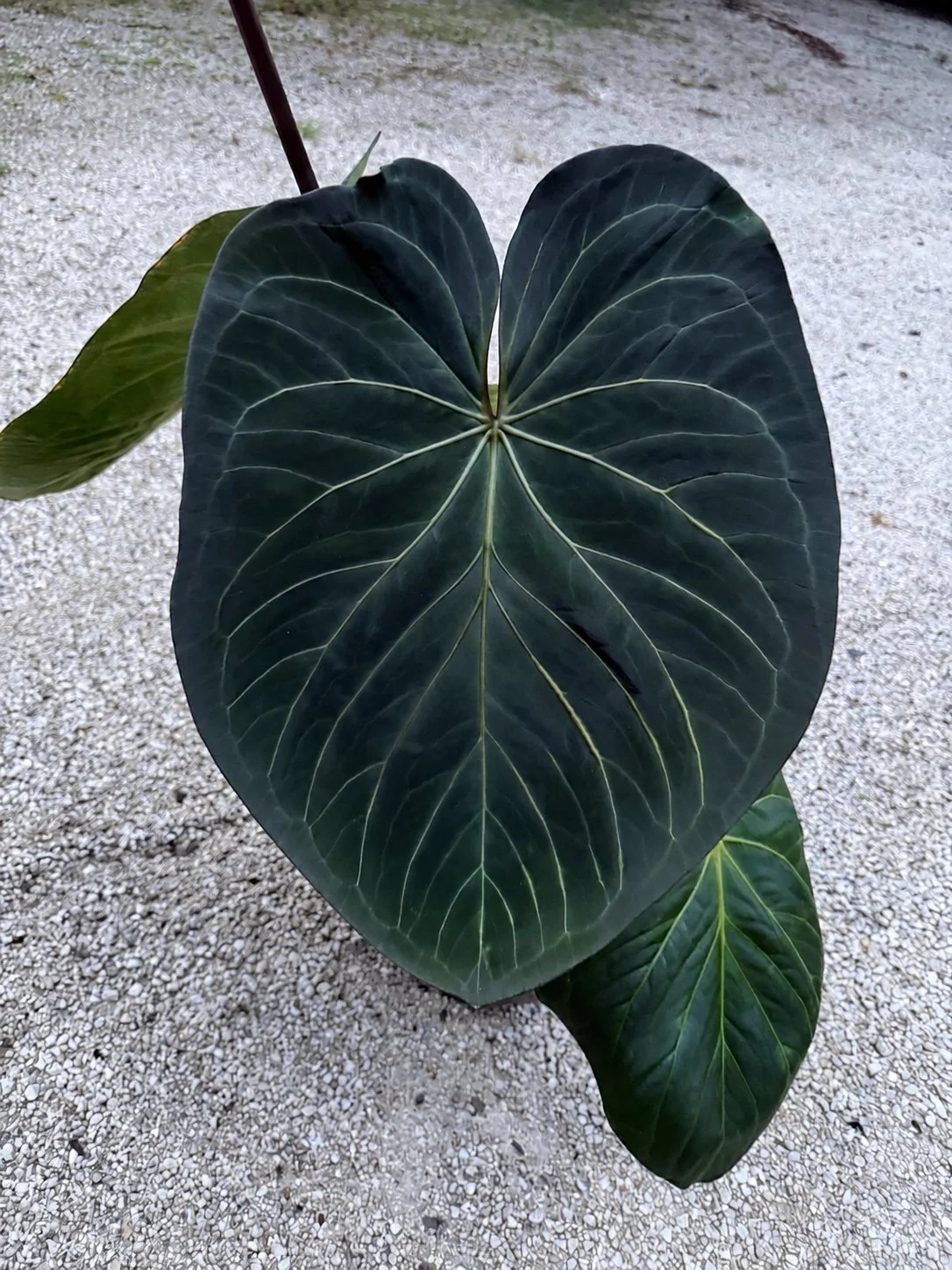 Anthurium King of Spades mother plant with a dark heart-shaped leaf and pale veins