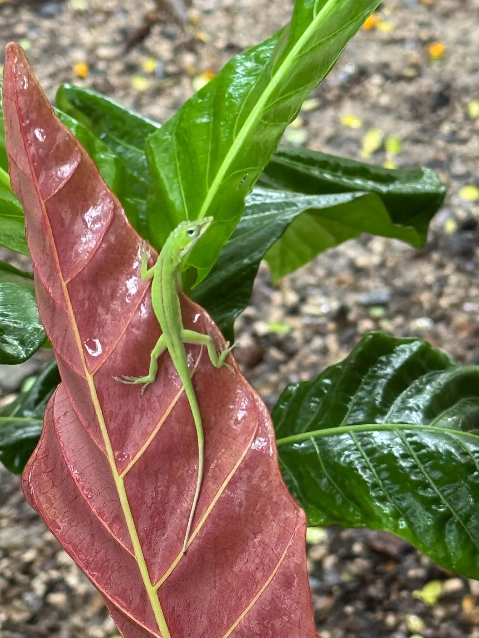 A green lizard perched on a red leaf at Joyful Growers.