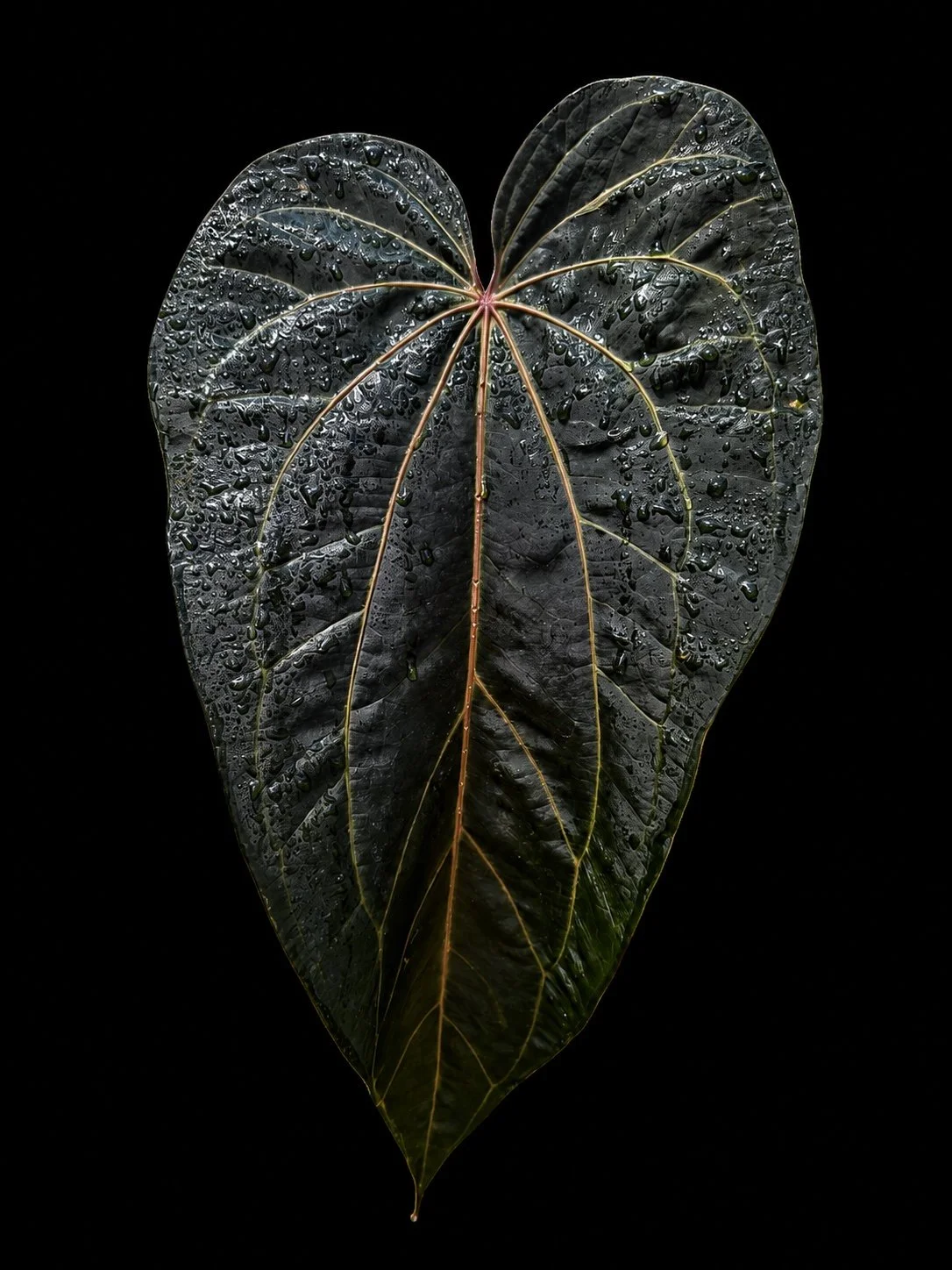 Anthurium Stripes mother plant at Joyful Growers