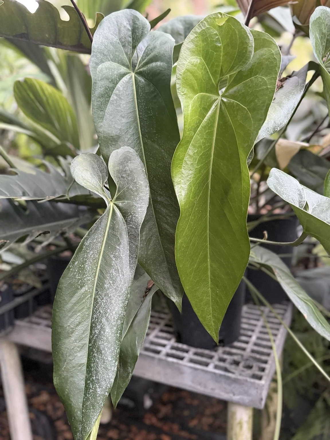 Anthurium verrapazense mother plant at Joyful Growers
