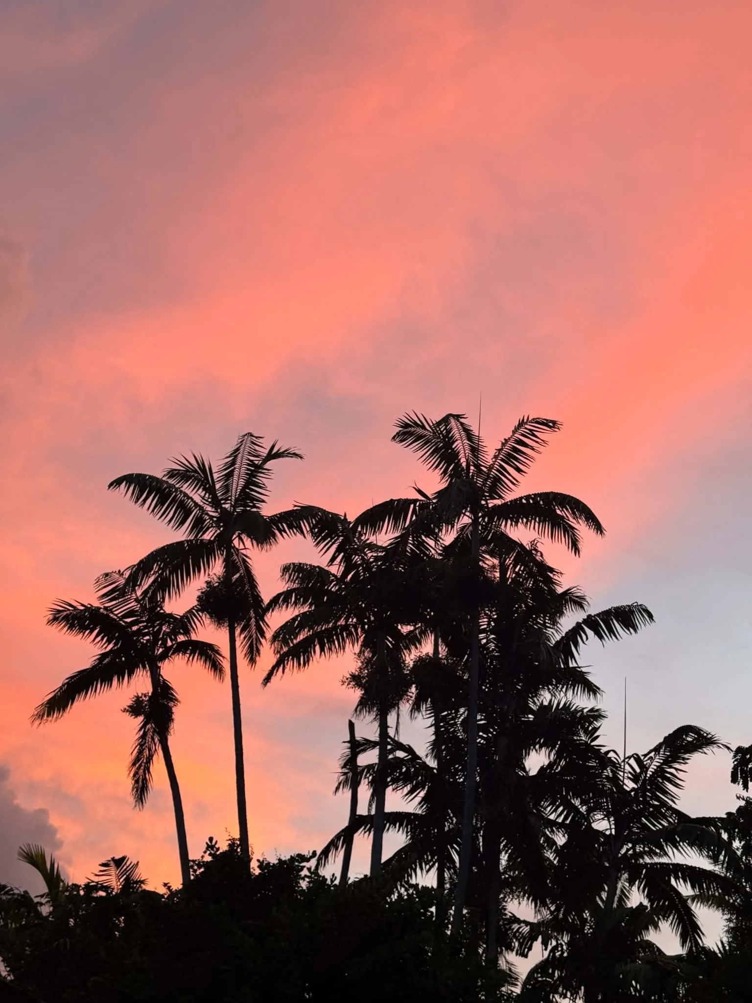 Palm trees silhouetted against a pink sunset sky