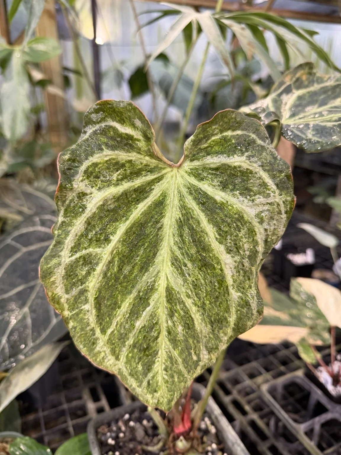Anthurium B.S. mother plant at Joyful Growers