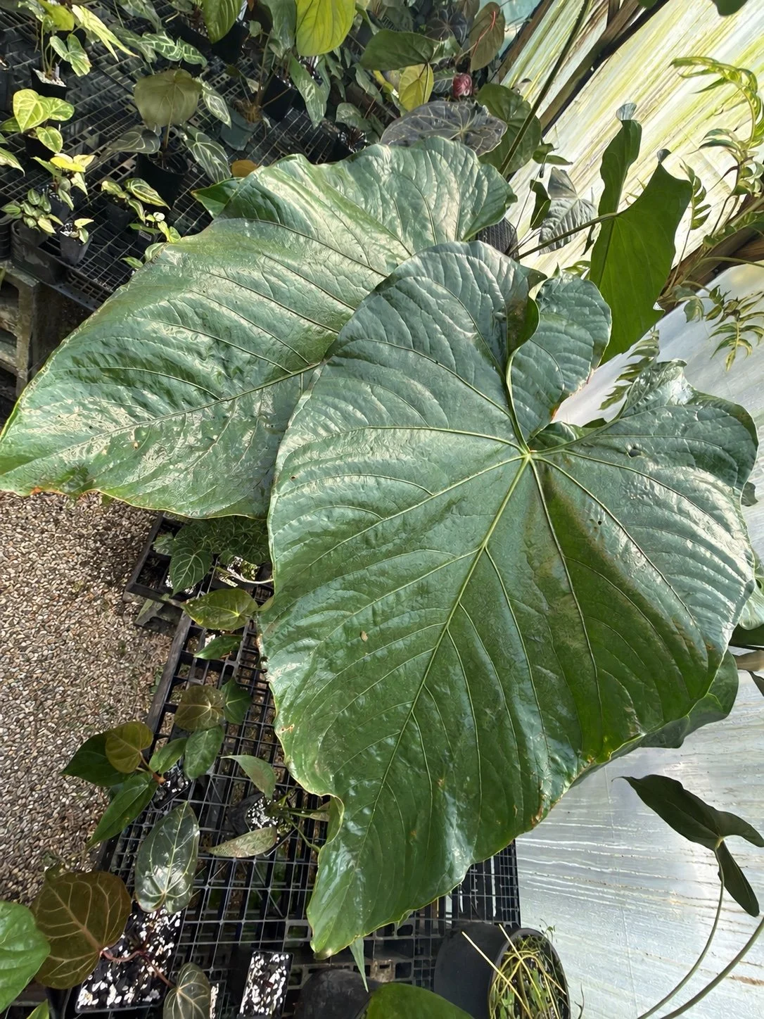 Anthurium saggitatum mother plant at Joyful Growers