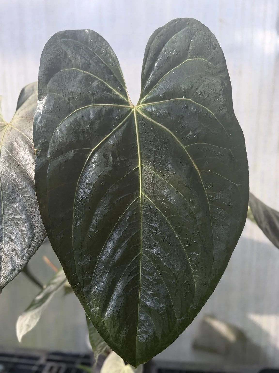 Anthurium Enid’s Yard mother plant at Joyful Growers