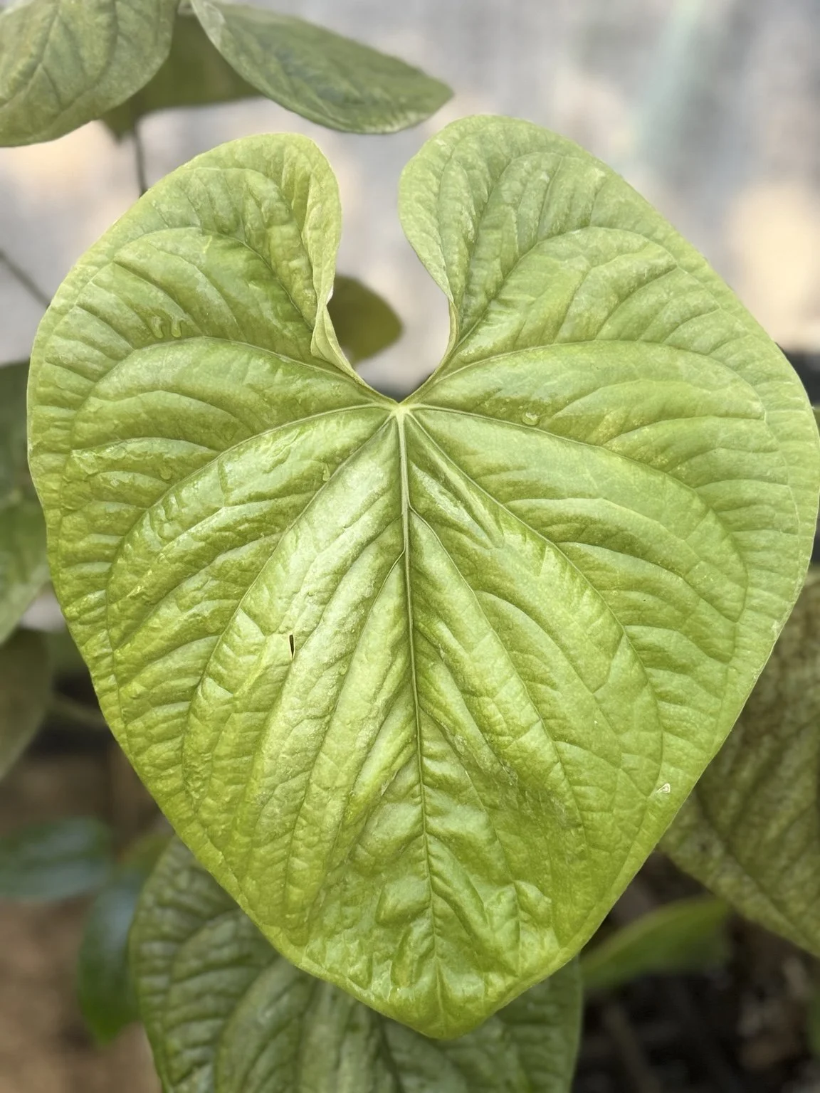 Anthurium yetlense #20 mother plant at Joyful Growers
