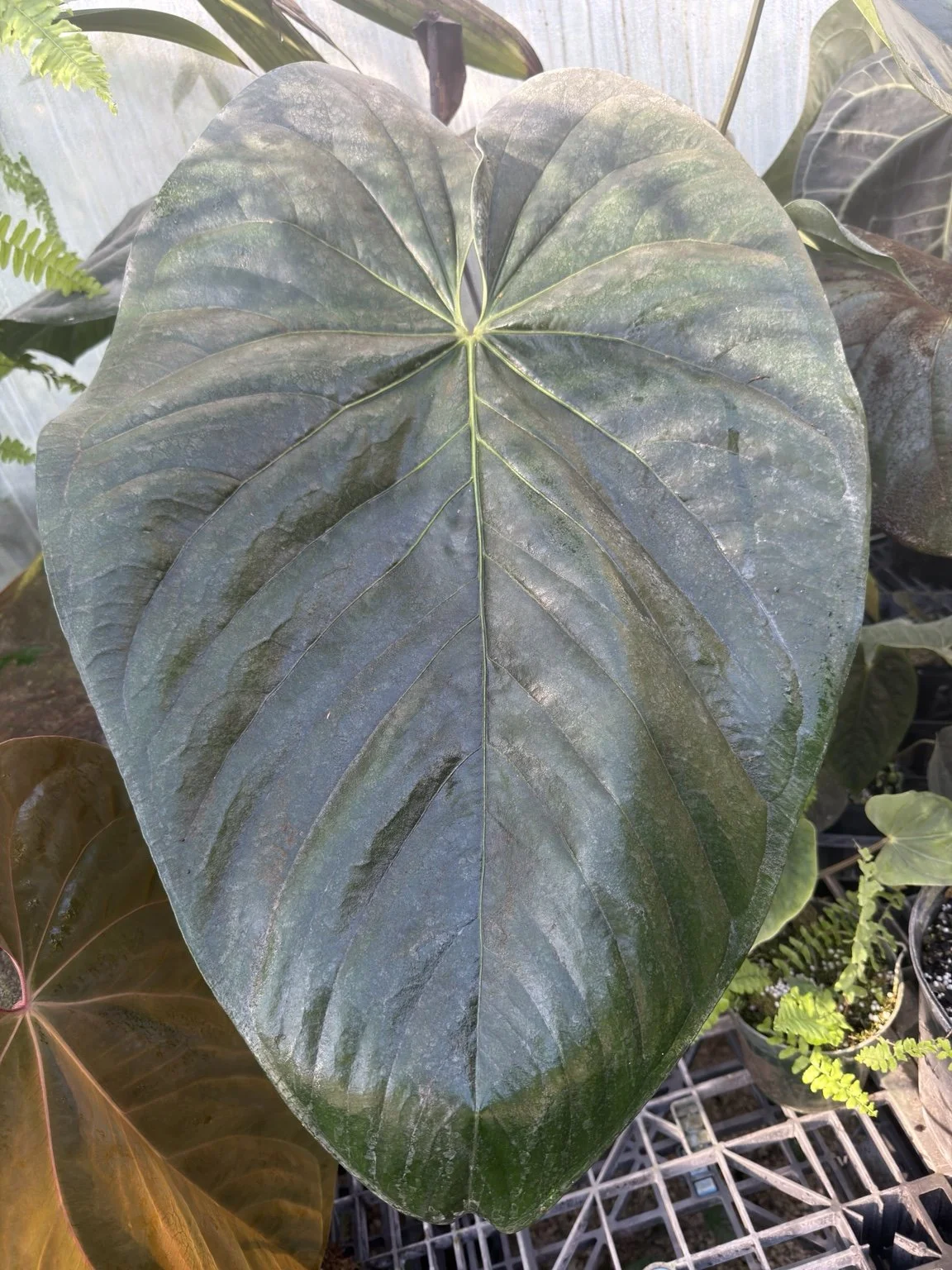 Anthurium cerrocampanense x papillilaminum mother plant at Joyful Growers