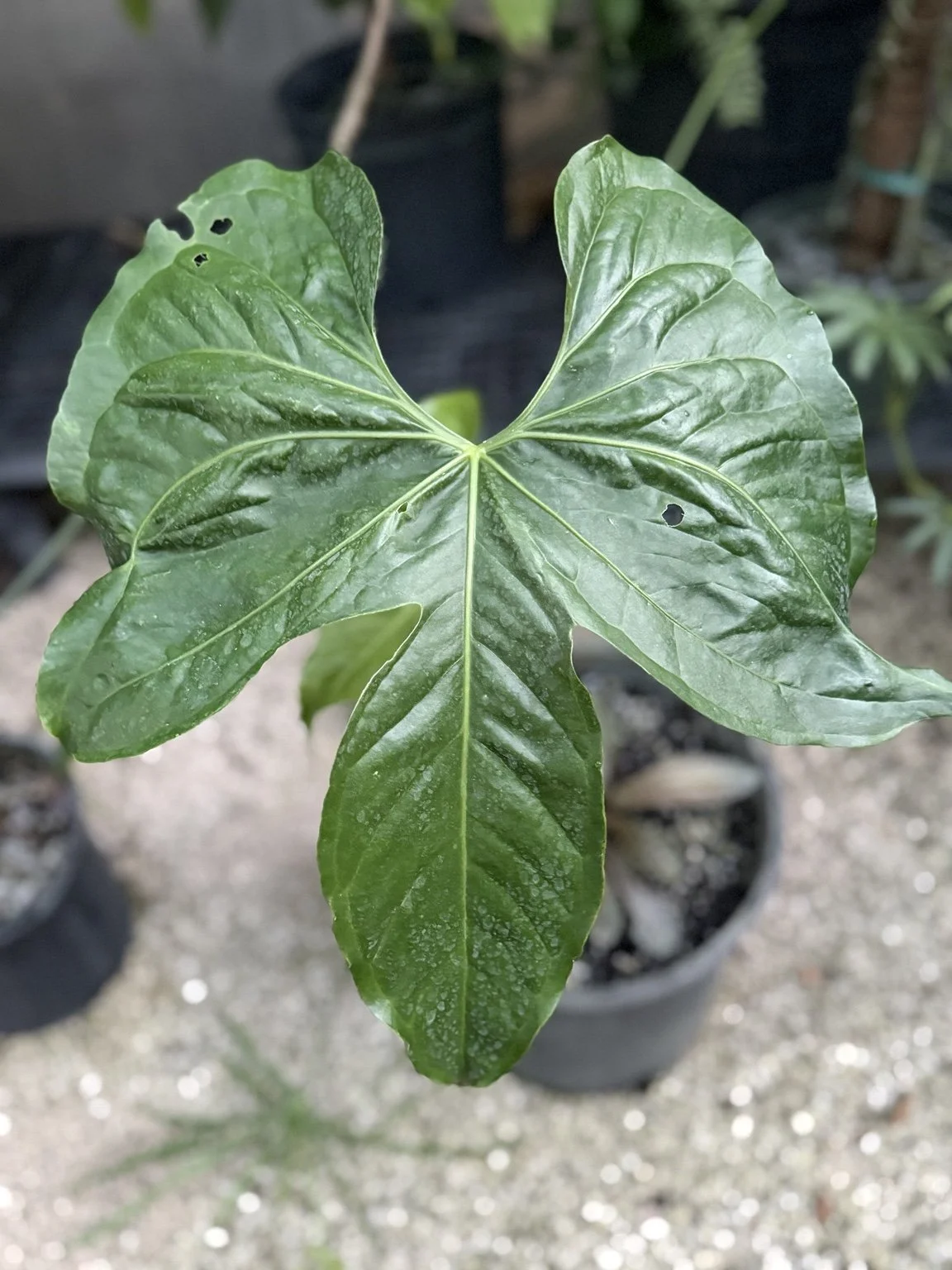 Ree Gardens Anthurium macrolobium mother plant at Joyful Growers