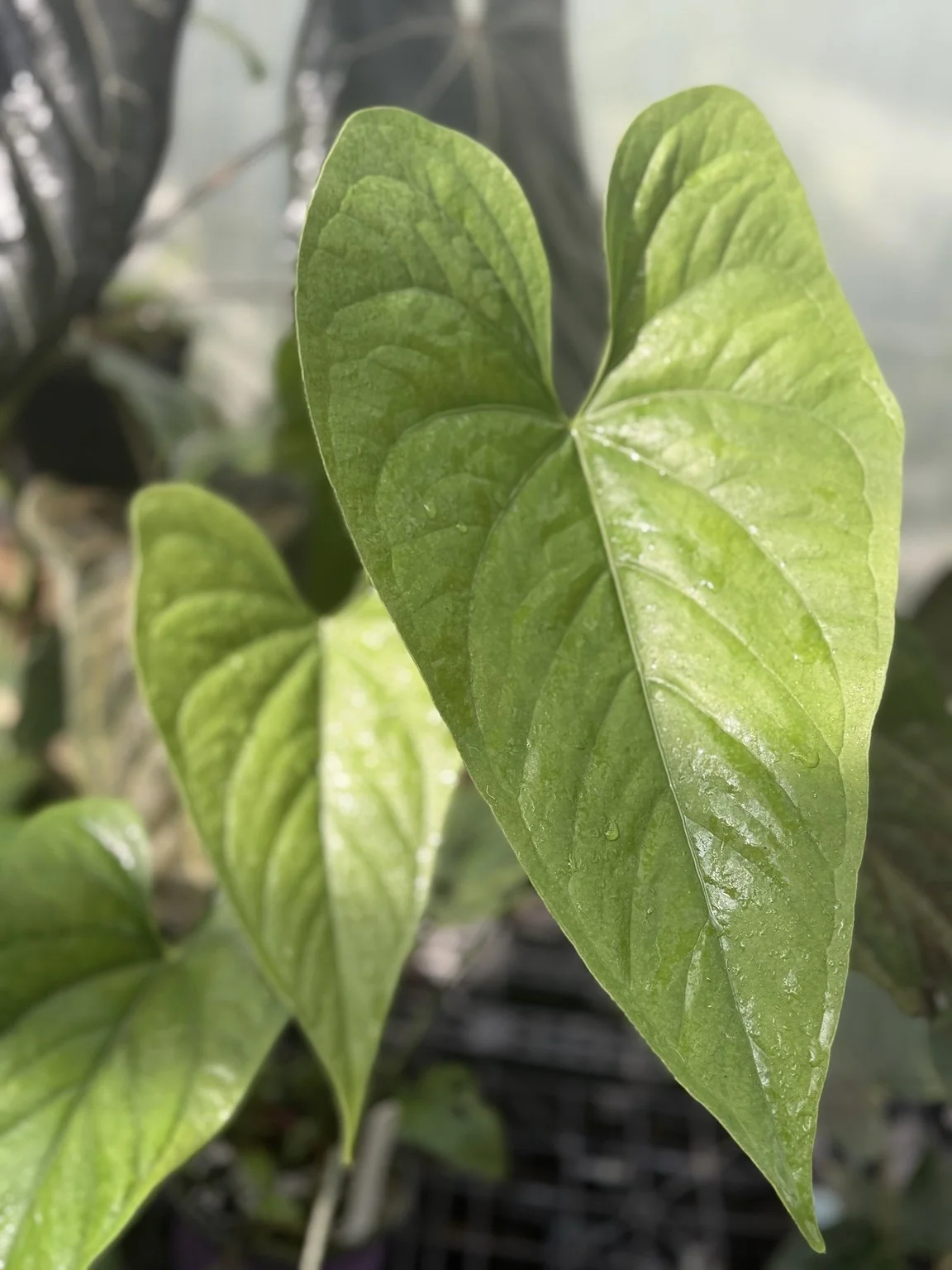 Anthurium lancetillense mother plant at Joyful Growers