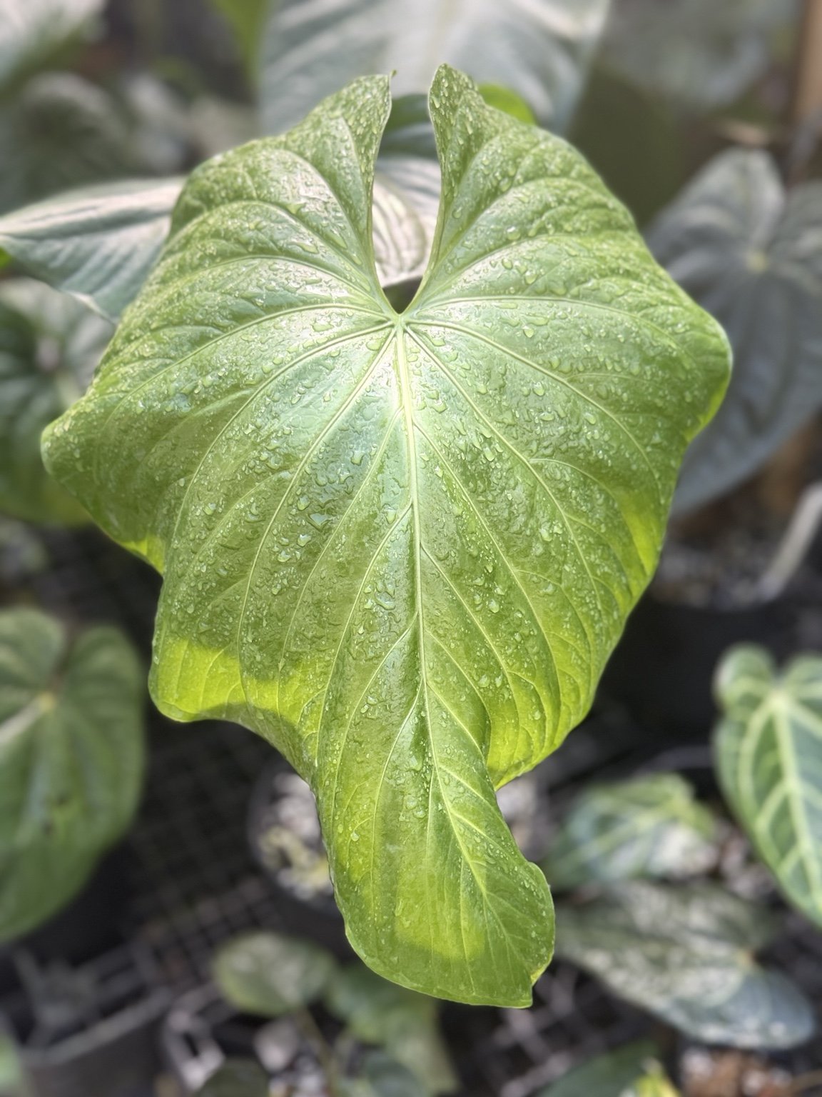 Anthurium lancetillense aff mother plant at Joyful Growers