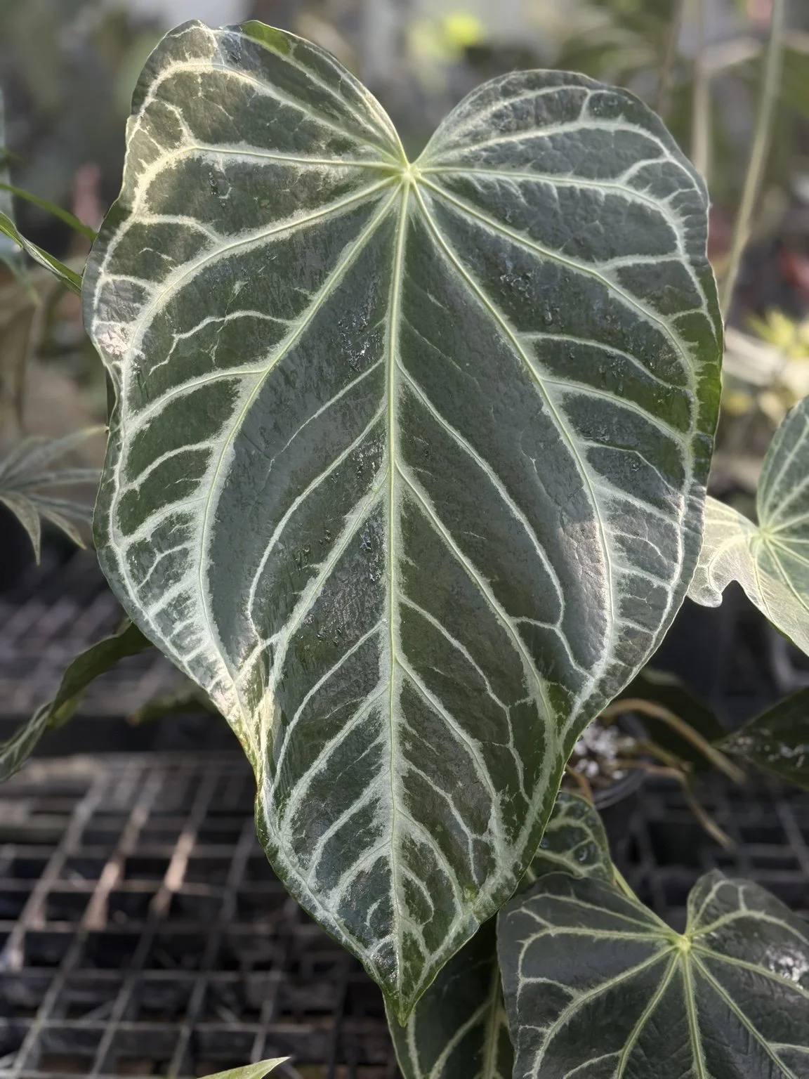Anthurium Not FTG mother plant at Joyful Growers