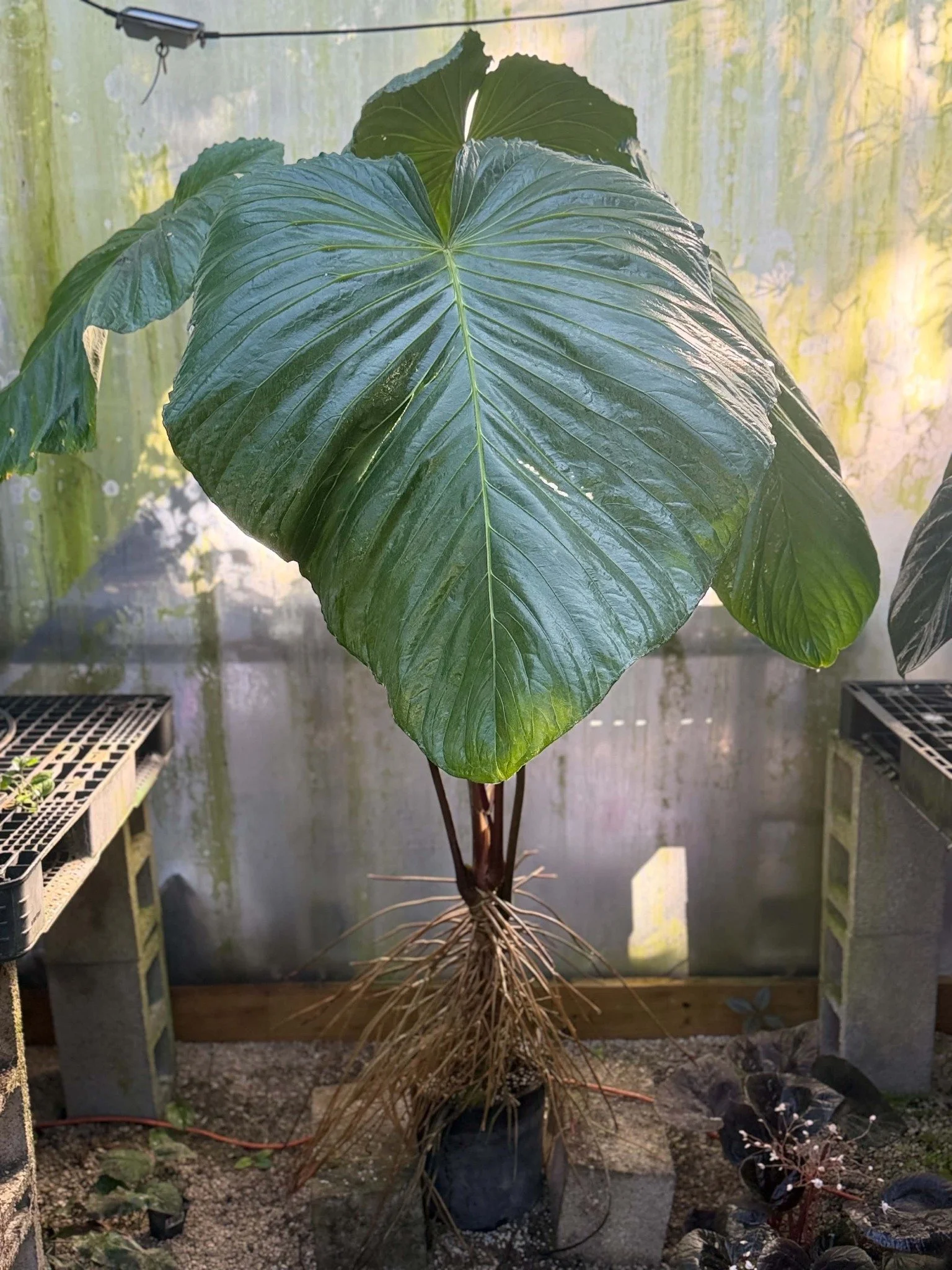 Anthurium schottianum mother plant at Joyful Growers