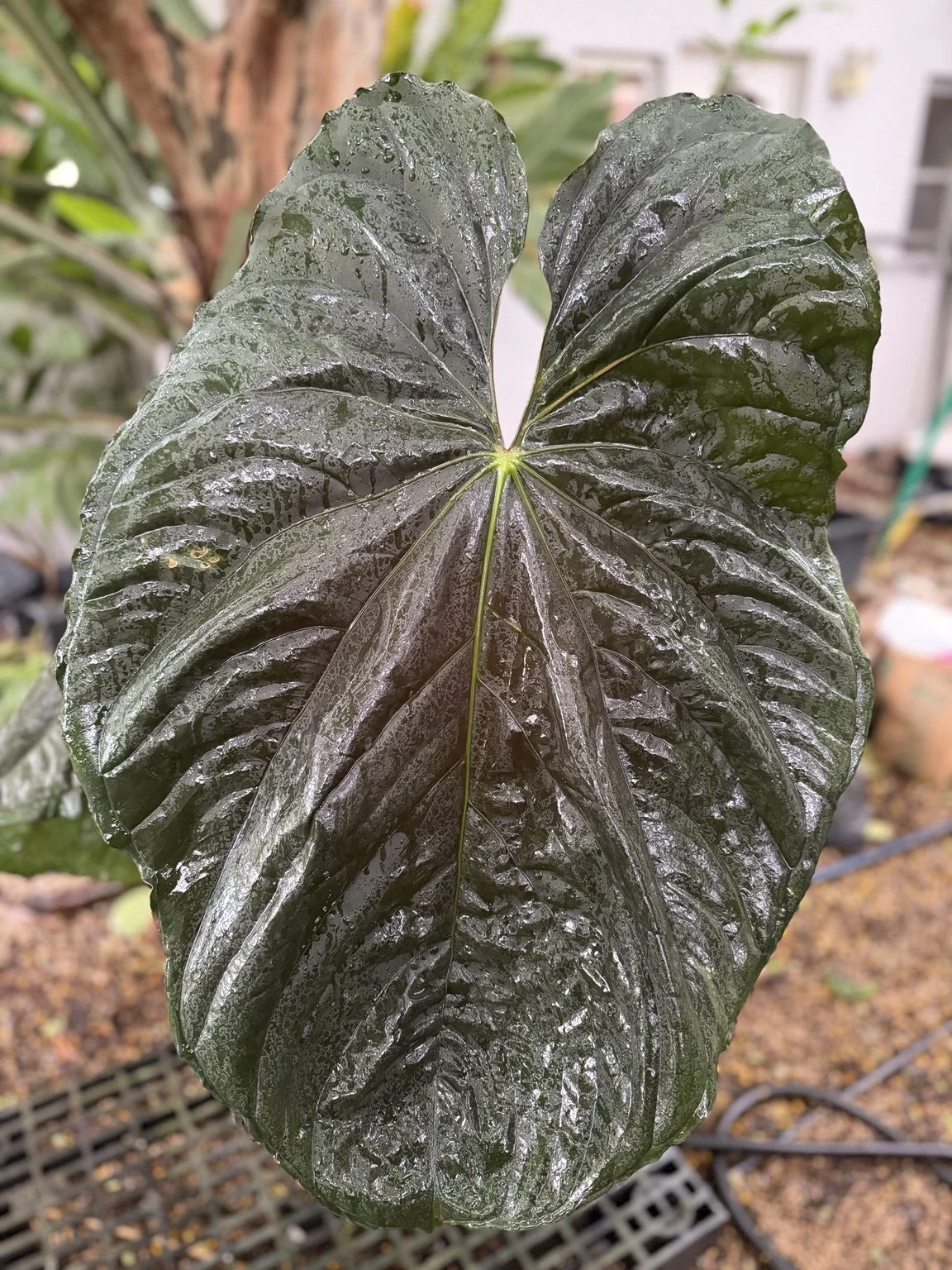 Anthurium Circus Peanuts x papillilaminum #1 mother plant at Joyful Growers