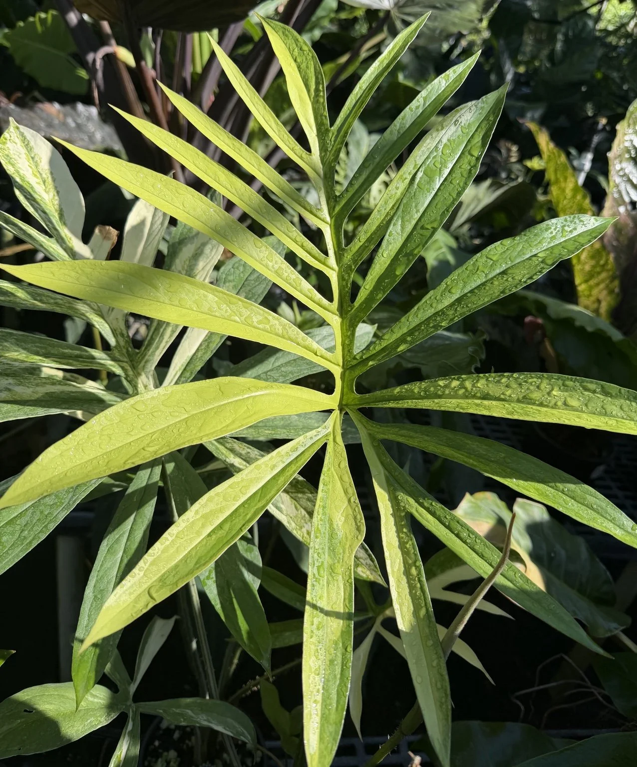 lasia spinosa aurea mother plant at Joyful Growers
