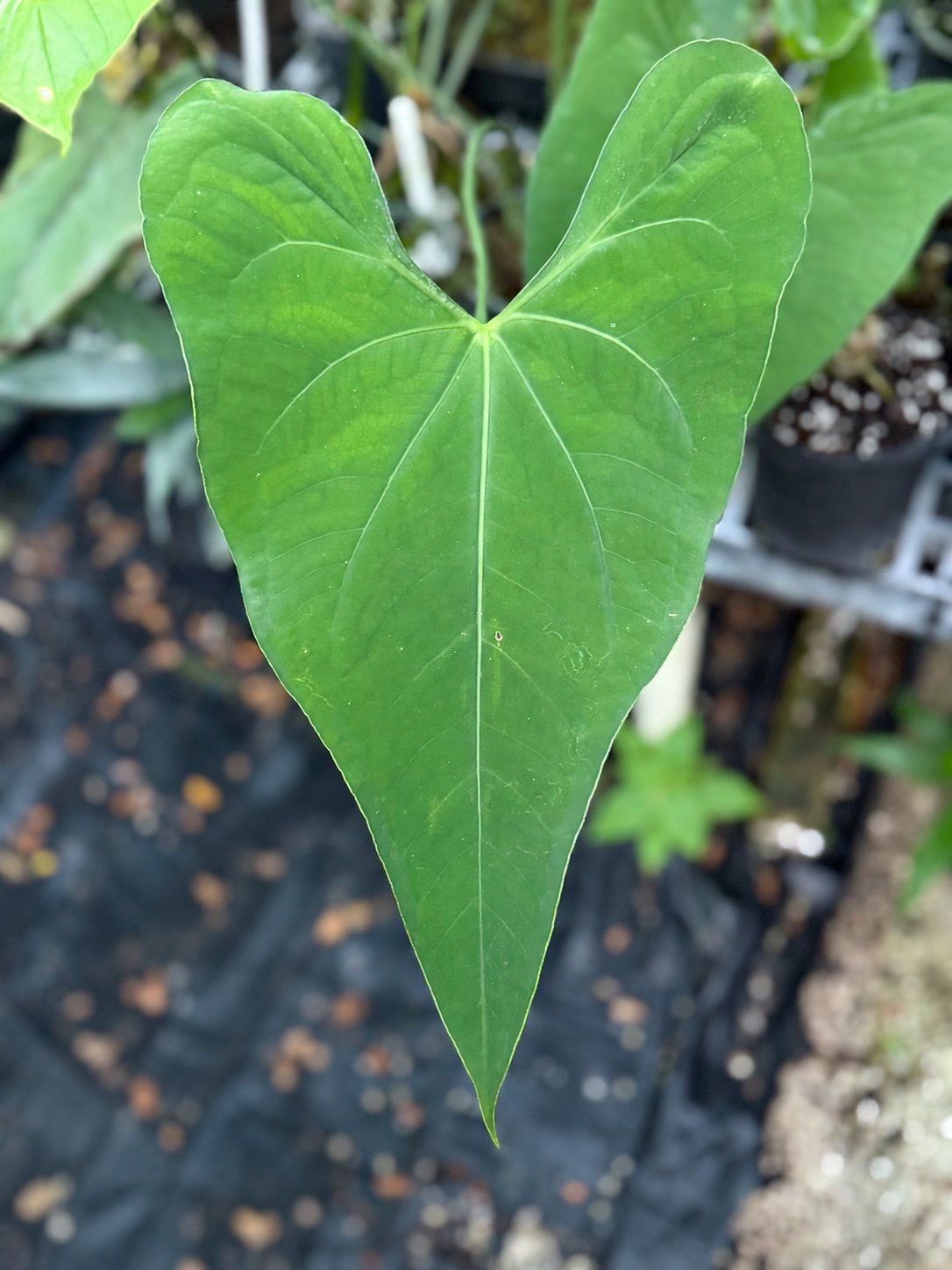 Anthurium fredmulleri #9 mother plant at Joyful Growers