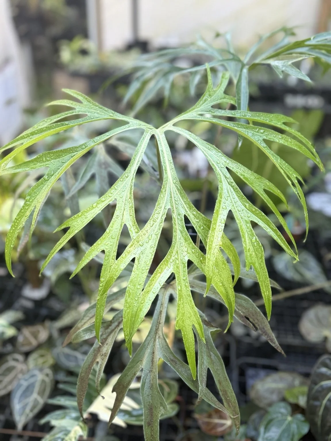 Anthurium podophyllum Oaxaca mother plant at Joyful Growers