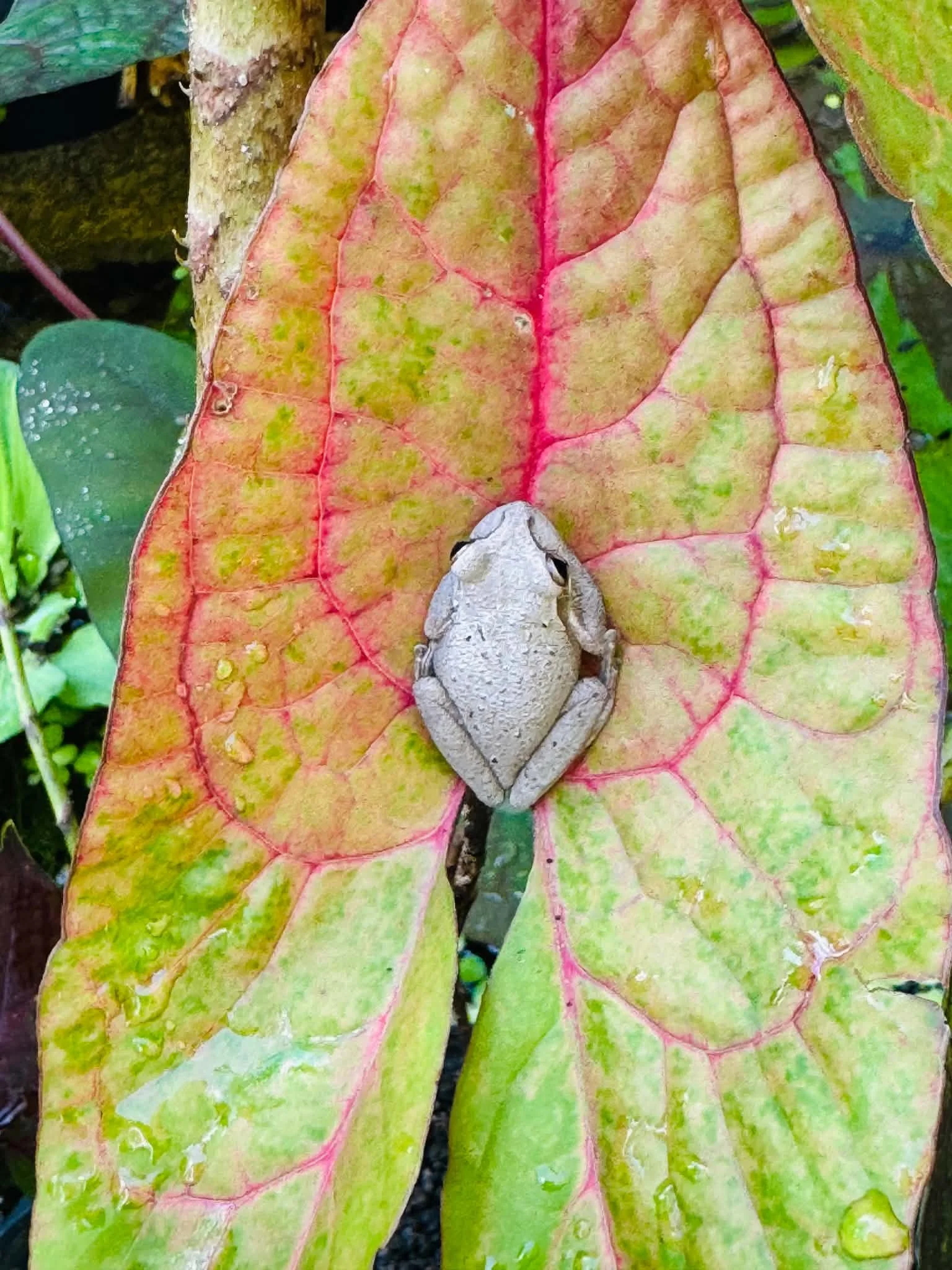 A frog resting on a pink and green leaf at Joyful Growers.