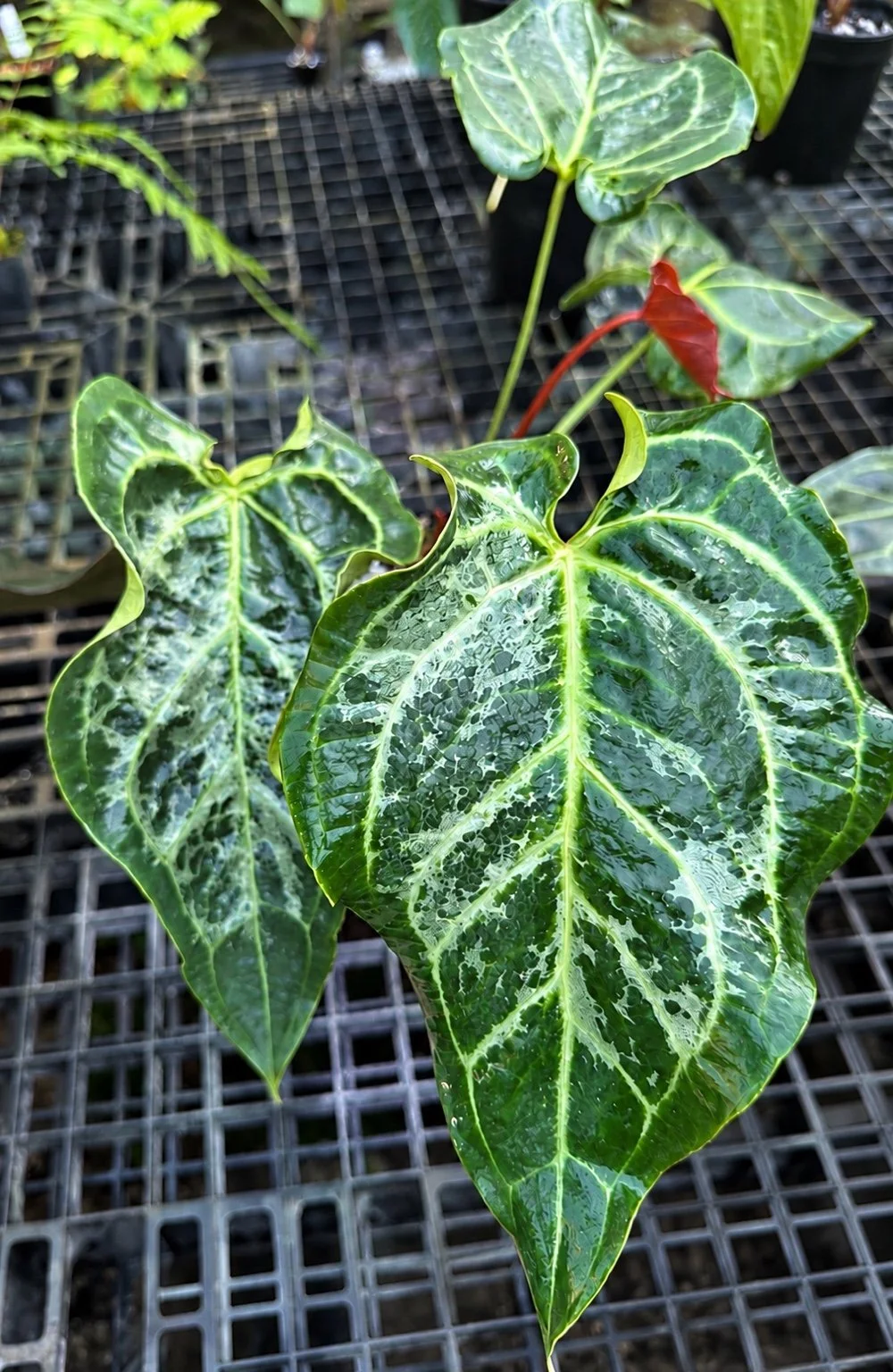 Anthurium Blister Magnificum complex mother plant at Joyful Growers