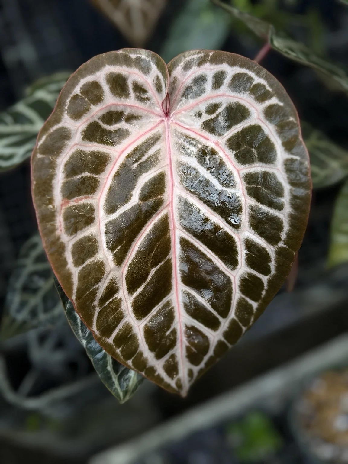 NSE Red Crystallinum original Clone mother plant at Joyful Growers