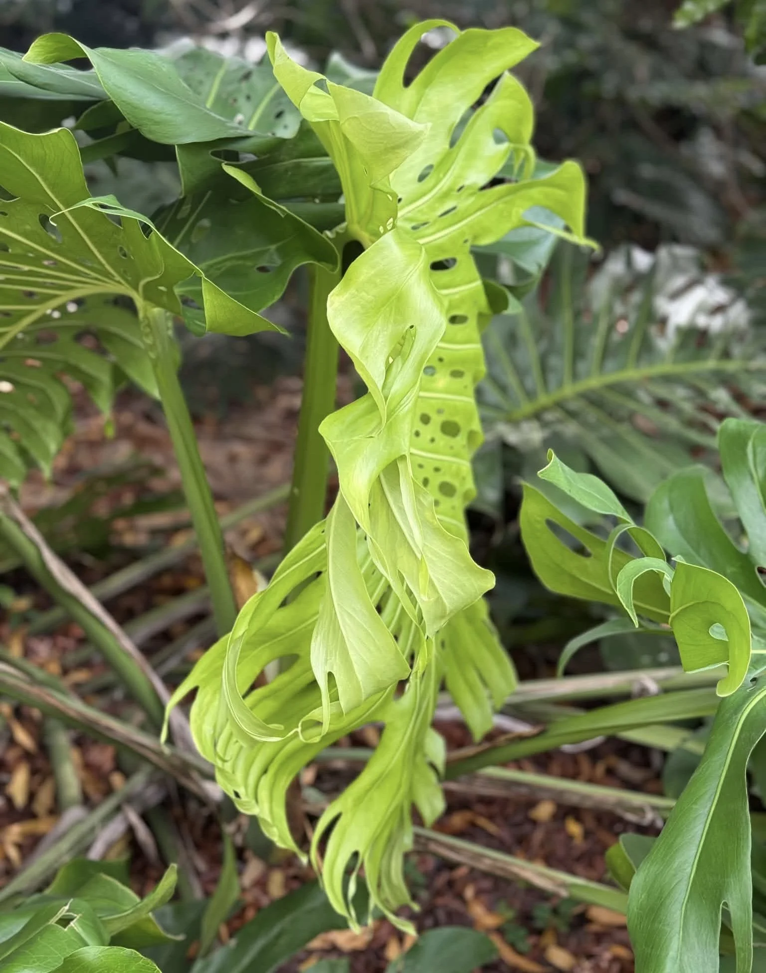 Lime green Monstera leaves unfurling among mature fenestrated foliage