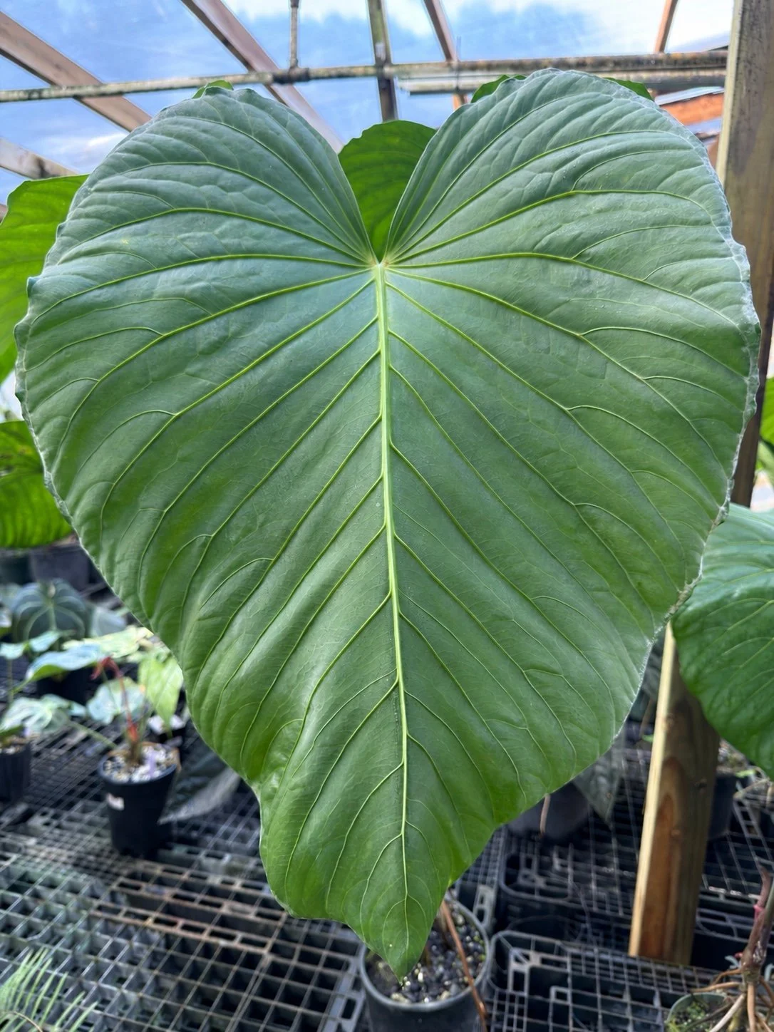 Anthurium schottianum velvet mother plant at Joyful Growers