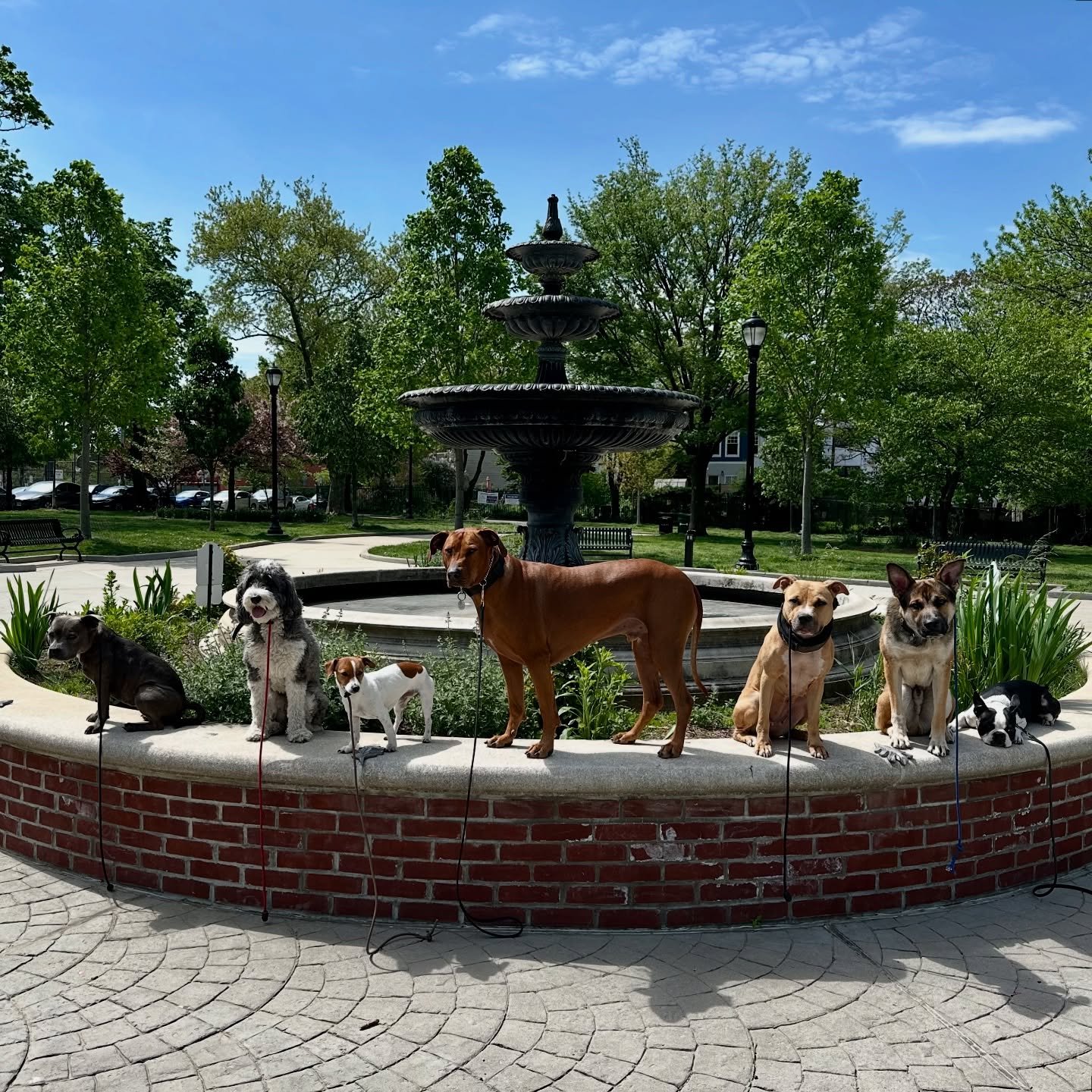 #dogsofjerseycity