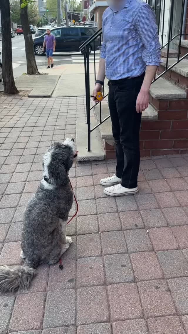 This was Maizie’s take-home session. One of those real-world field tests where we don’t control the environment - we just step into it. Unpredictable people, dogs, sounds, and situations. No script - just pressure and feedback.
Maizie ca