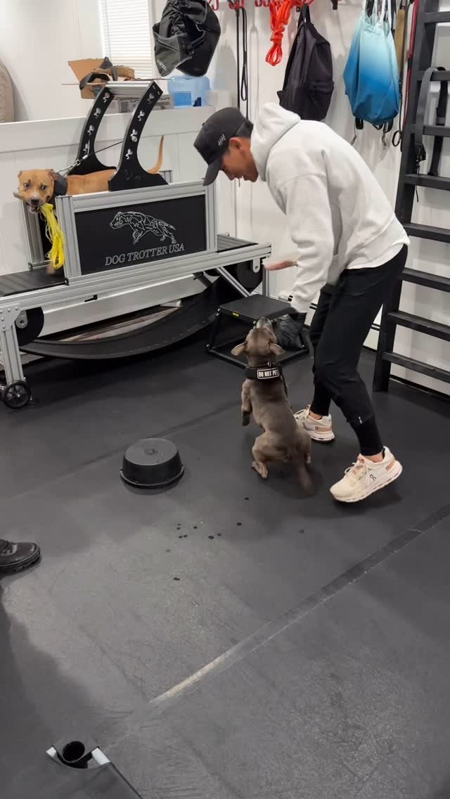 Not every training session goes as planned.
In this clip, I was asking Jodie for a contact heel with a “watch” command - something we’ve worked on before. But this morning, she wasn’t locked in. I kept pushing until Christian