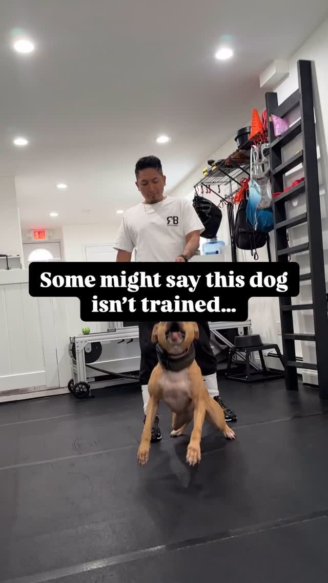 We can give you a Ferrari but what good is it if you don’t know how to drive it?
Poison is a high-drive, powerful dog. She’s intense, focused, and explosive when working - but none of that matters without proper control.
Control isn&rsq
