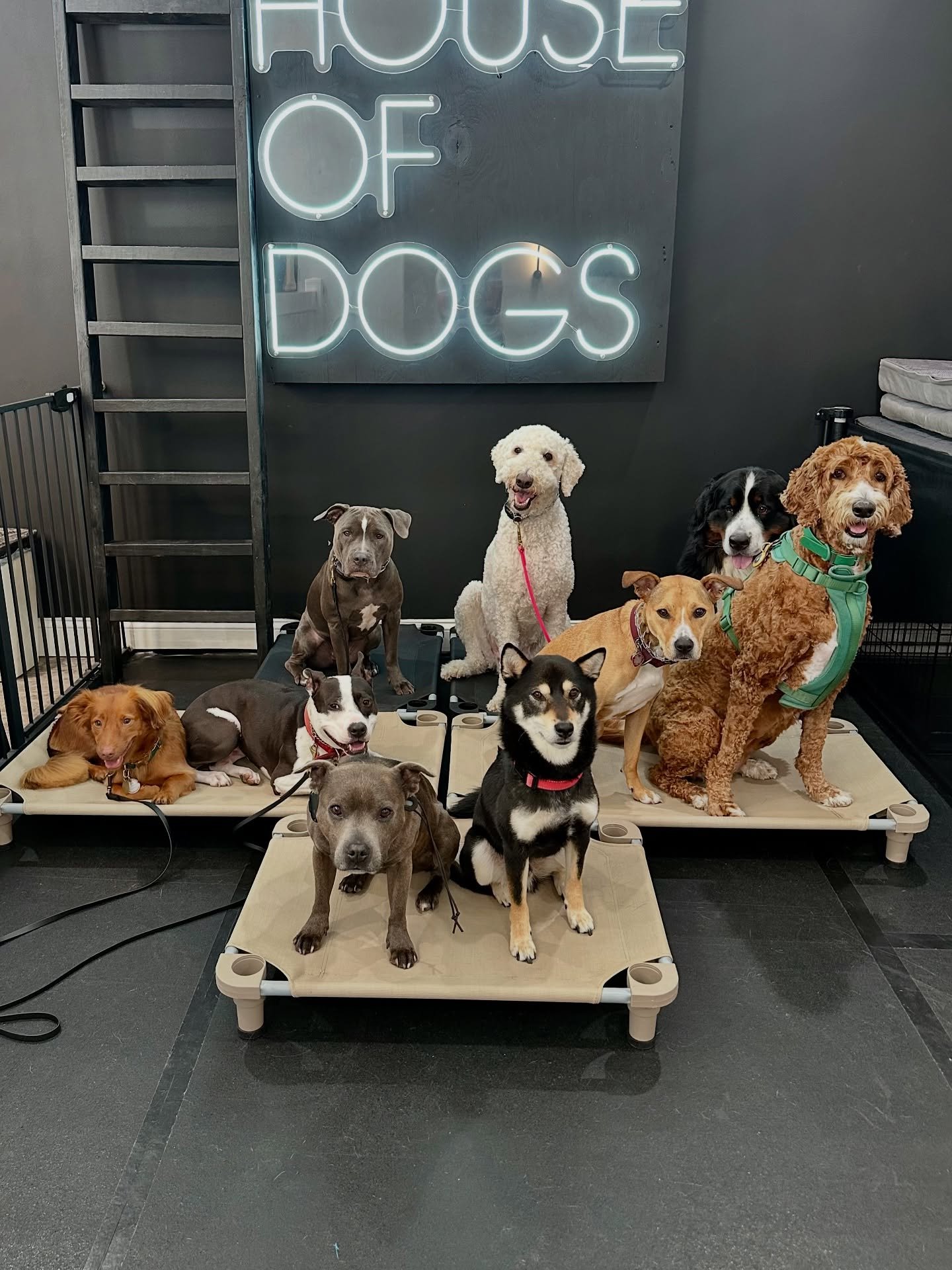 Hot dogs 🌭
#dogsofjerseycity