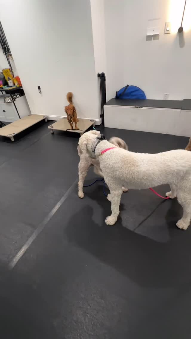 Just because your dog can handle something, doesn’t mean they should have to.
One of the most important parts of being a responsible dog owner is learning to read your dog’s body language and stepping in before they feel like they have t