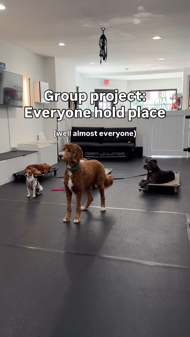 Helping Bean, Pippin, and Walter level up their impulse control - even with distractions like dogs playing all around. Whether it’s holding a down or ignoring a tossed ball, they’re learning that calm gets rewarded.
Distraction work isn