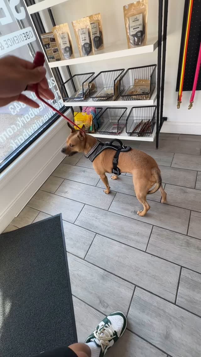 Meet Churro.
Anxious, reactive, and full of big feelings - but he’s here to learn how to slow down, tune in, and build confidence. This is just the start. Let’s get to work 💪