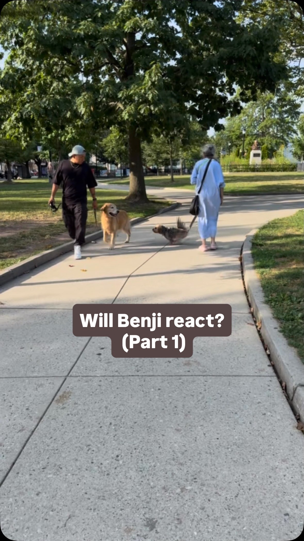Did the training pay off?
@benjamin.goldenretrieverbh (8 years old!) wraps up his Board & Train program tomorrow! Stay tuned for part two to see how he’s doing now.
#dogtraining #dogsofjerseycity