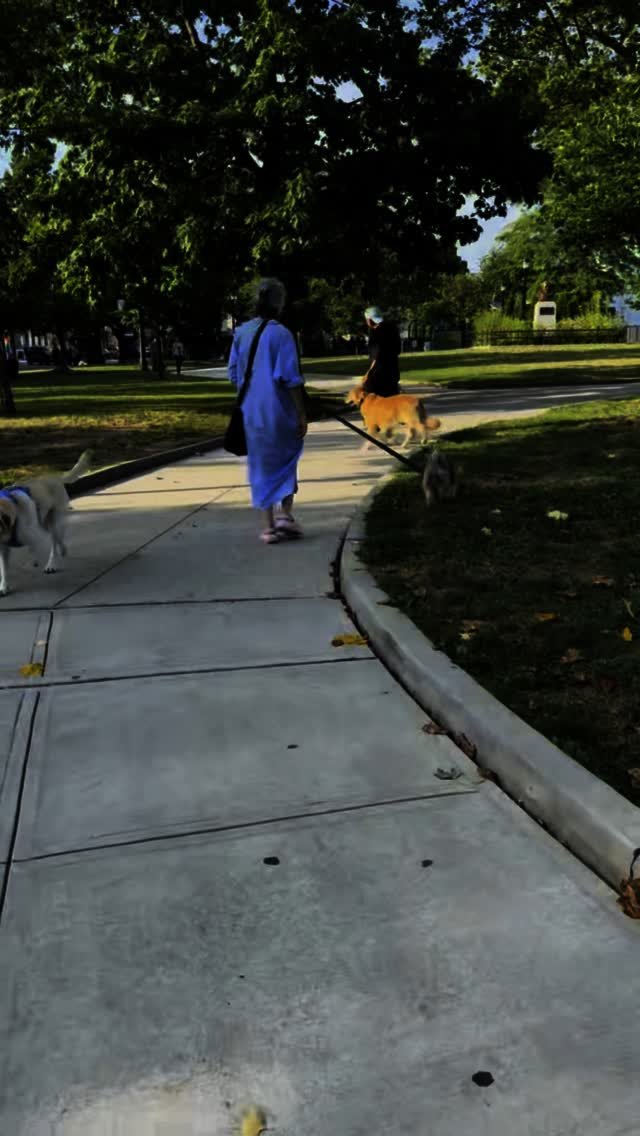 Old dogs CAN learn new tricks - and Benji is living proof.
@benjamin.goldenretrieverbh wrapped up his board & train program today, and we’re proud of how far he’s come. At his age, change ain’t easy, but the work he’s pu