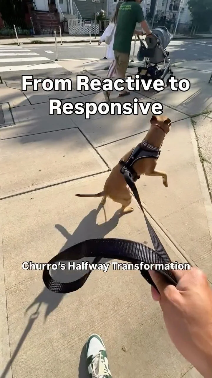 Churro is about halfway through his Board & Train program, and this guy has come a long way - from working on his foundation (yes, even potty training) to tackling some big behavioral stuff like reactivity.
This wasn’t an overnight fix. It